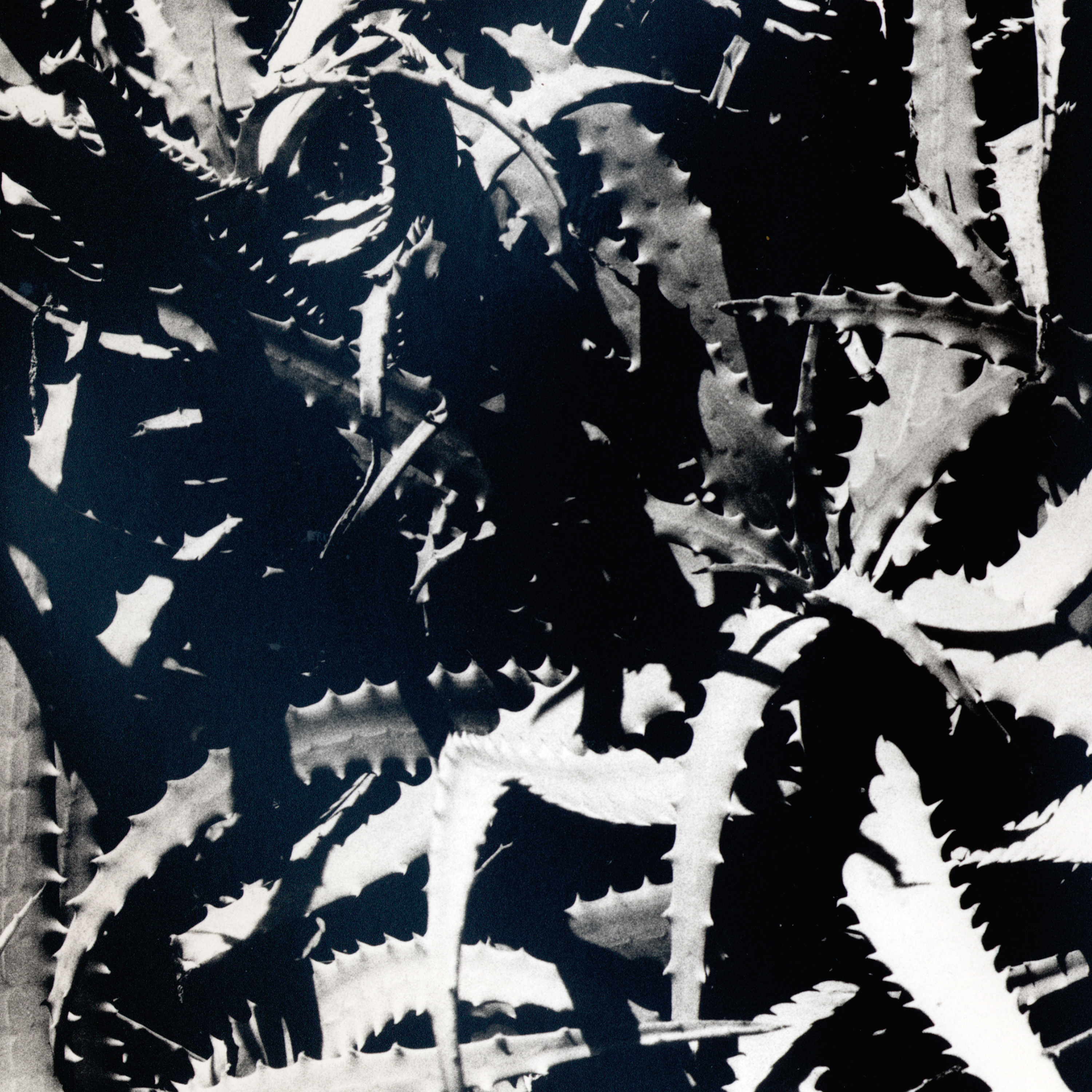 Precious Stones Shining On a Rock Body