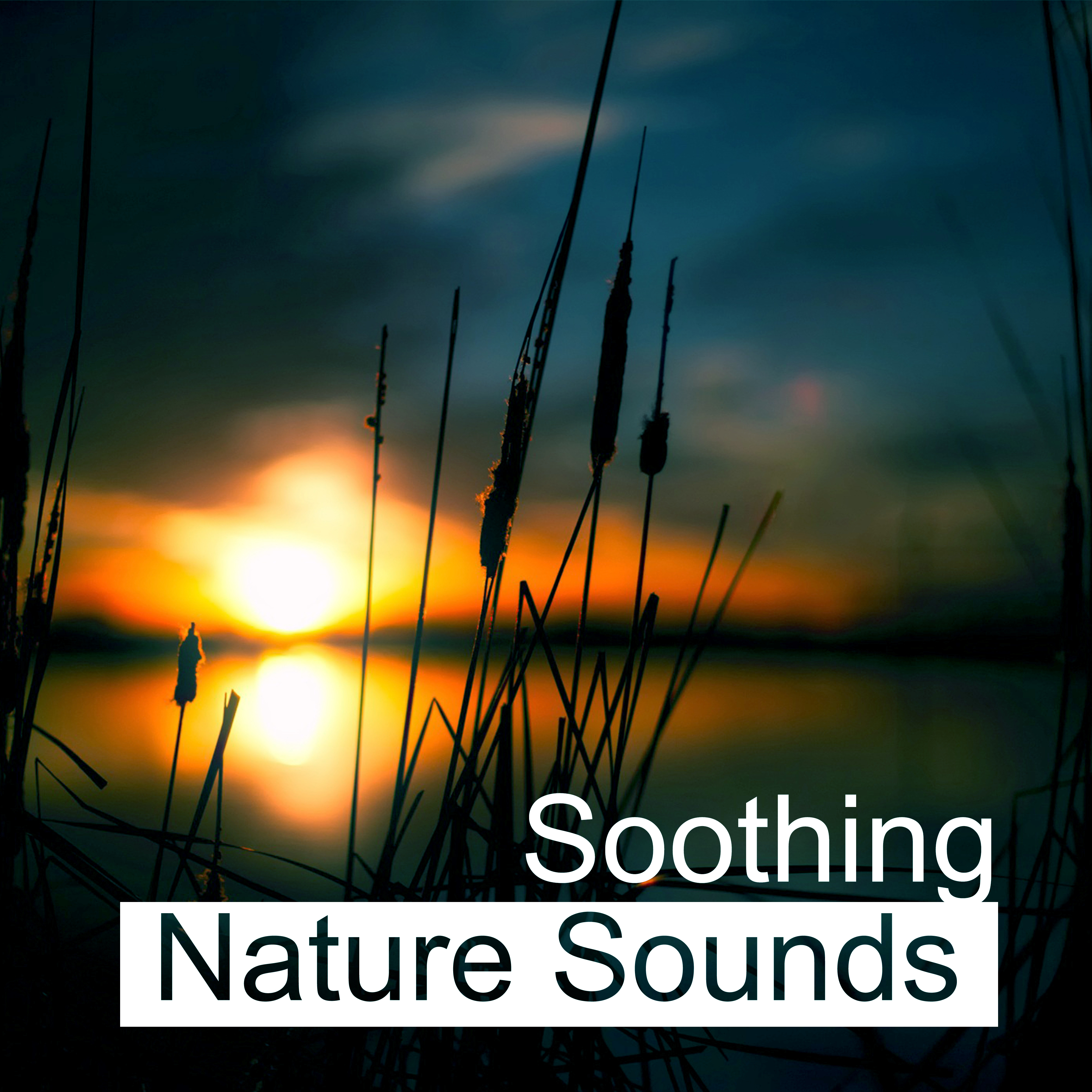 Soothing Nature Sounds  Easy Way to Relax, Rest with Nature Music, Calm Down, Mind Peace
