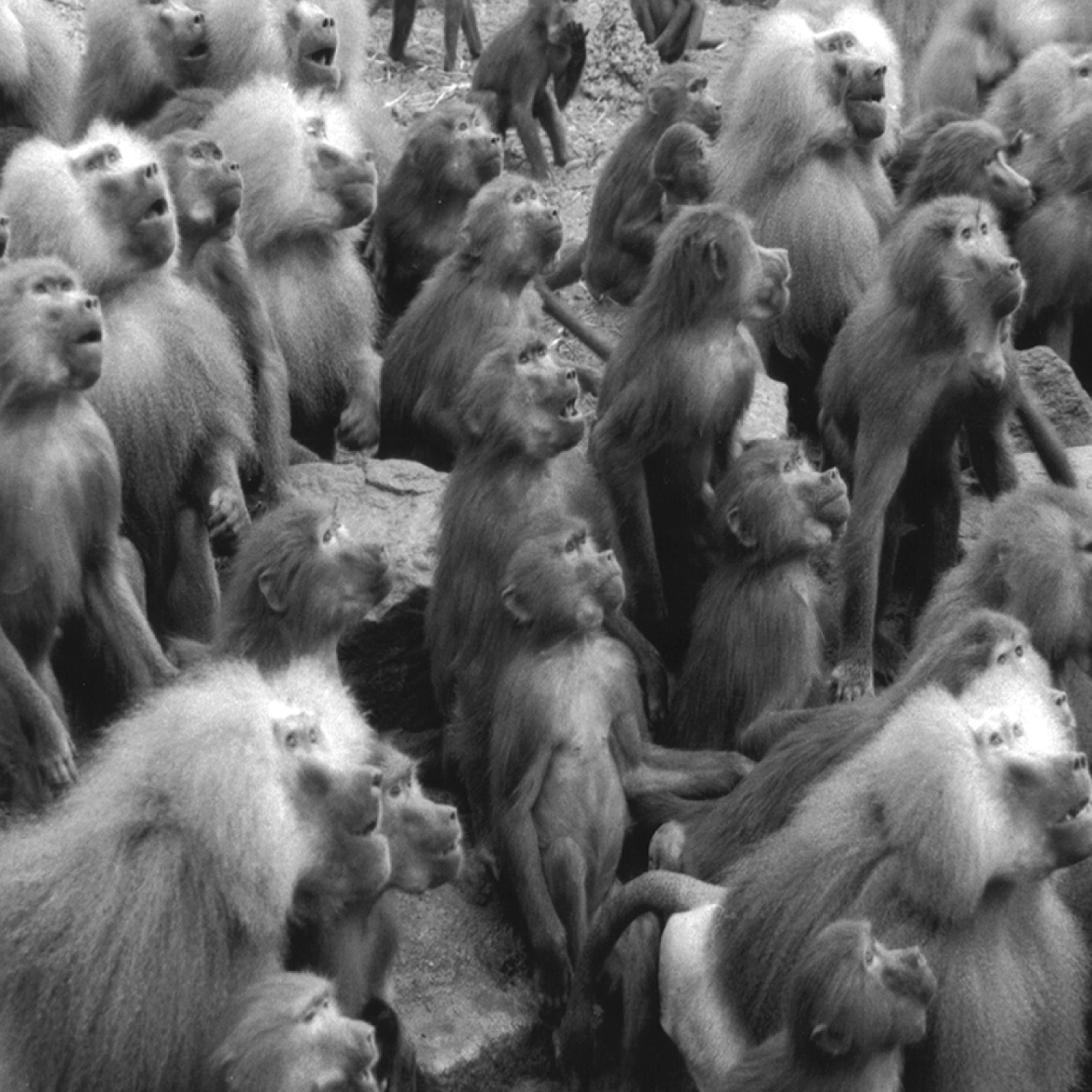 Mosquitos and Mudmen