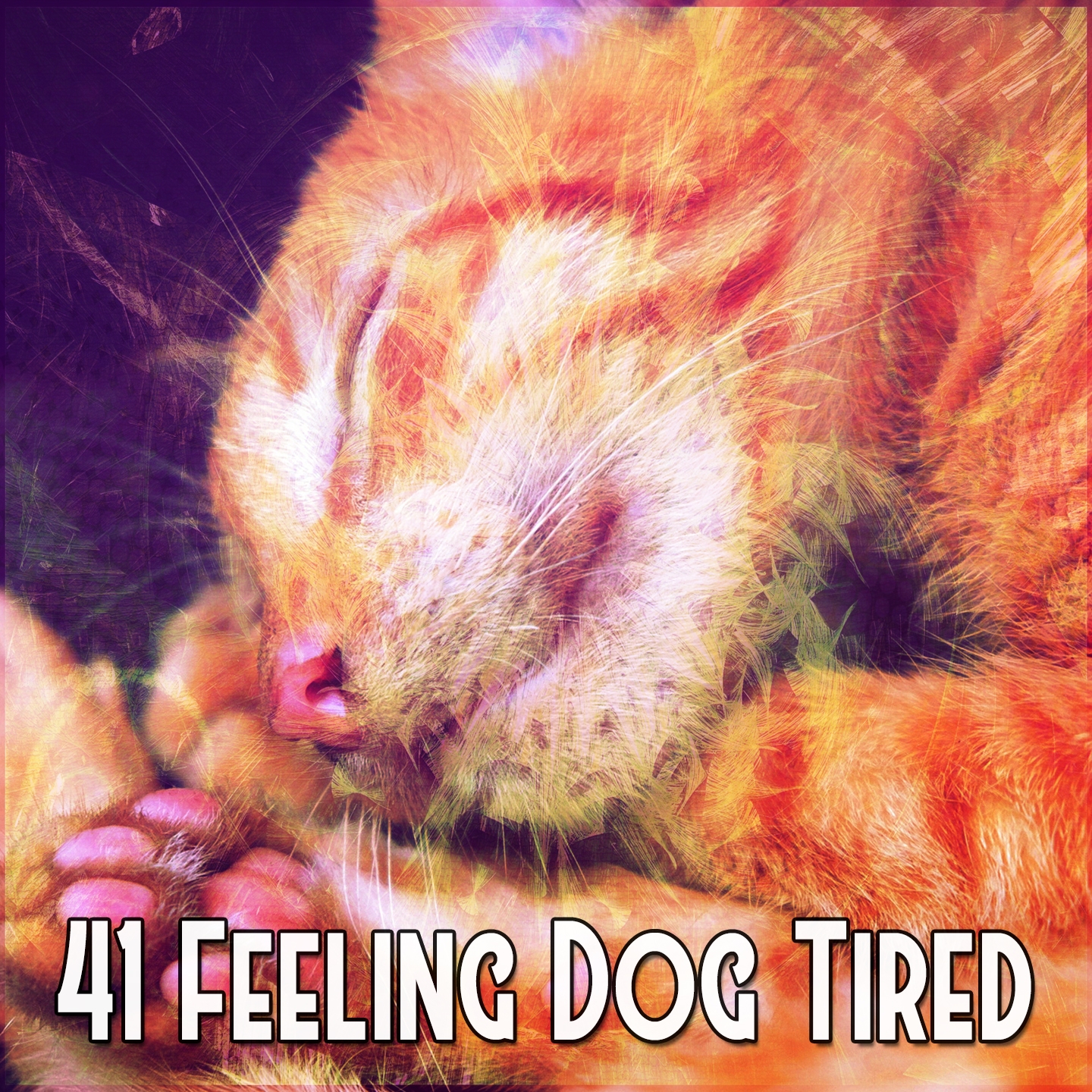 41 Feeling Dog Tired