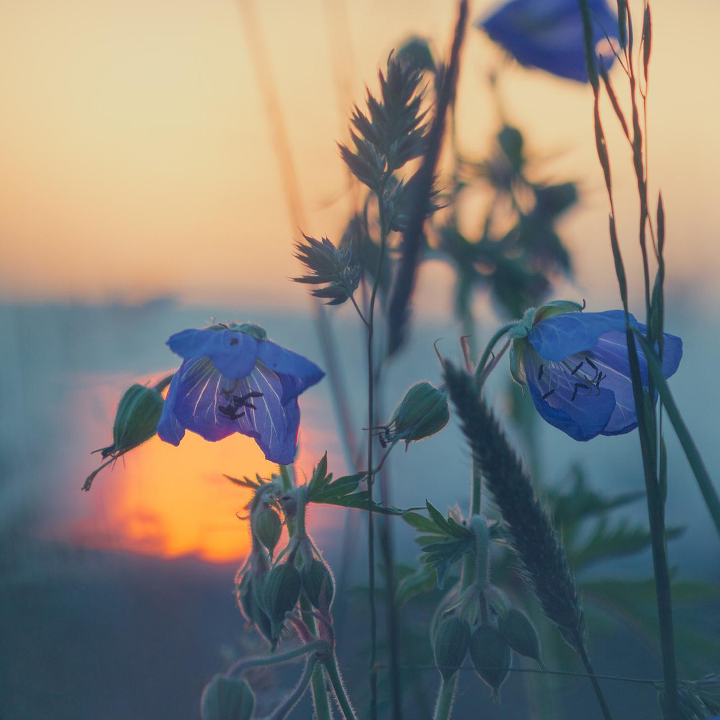 How Flowers In My Heart Slowly Bloom