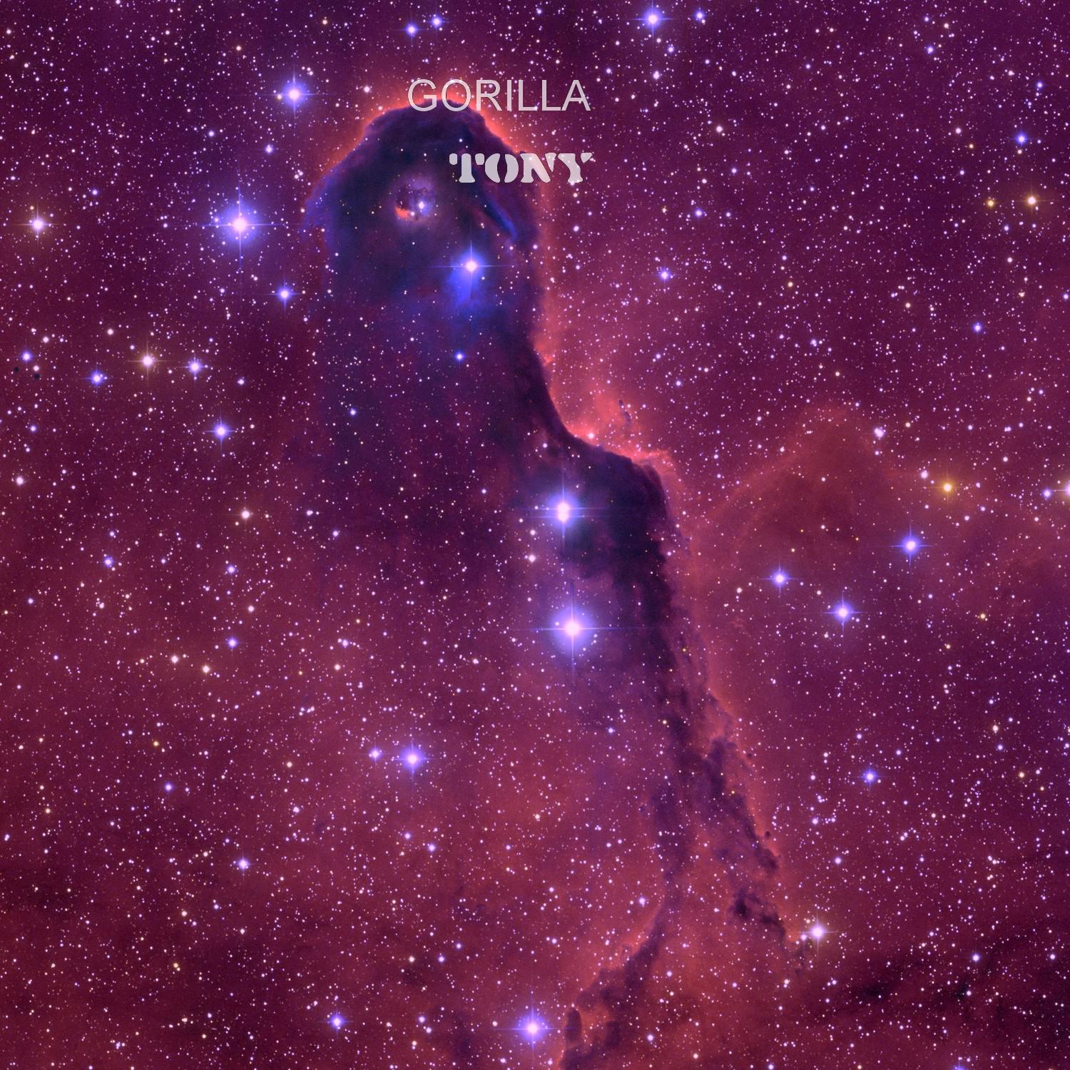 Gorilla (feat. Katnissz) - Single