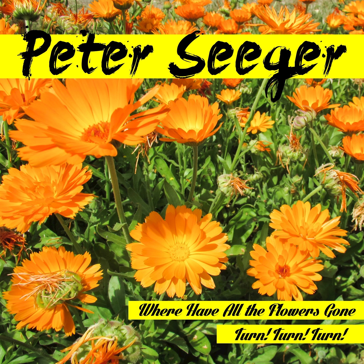 Where Have All the Flowers Gone