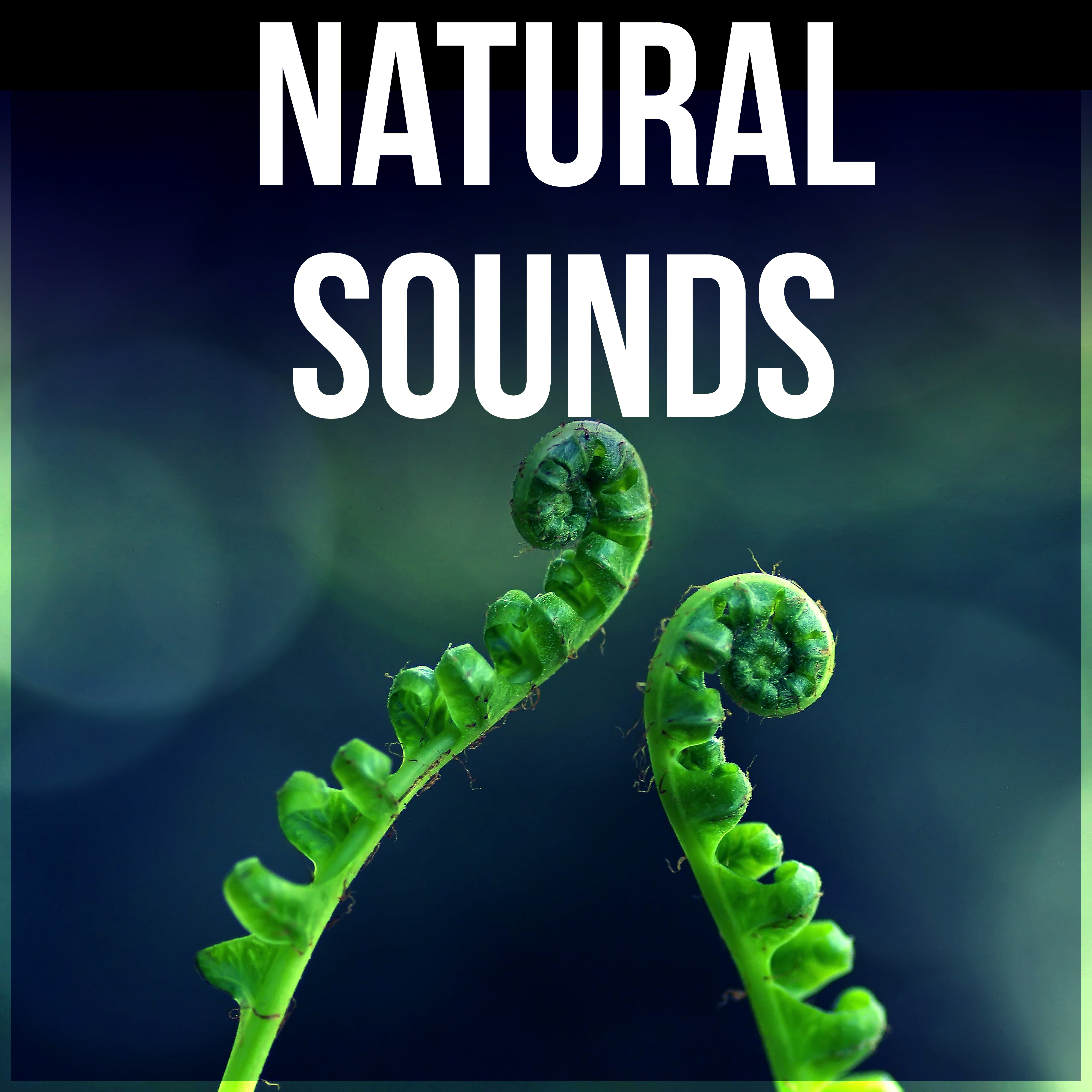 Natural Sounds - Time for Study, Effective Working Music, Mental Inspiration, Focus on Learning