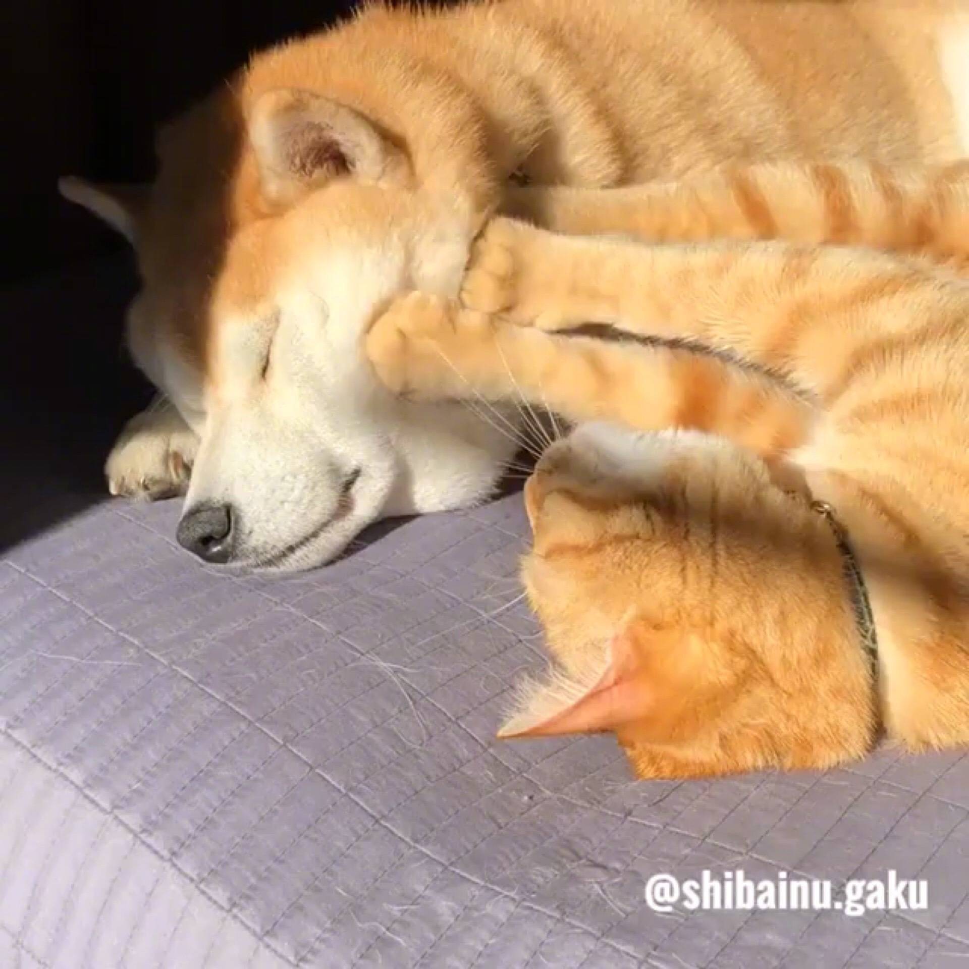 ying hua ying hua xiang jian ni