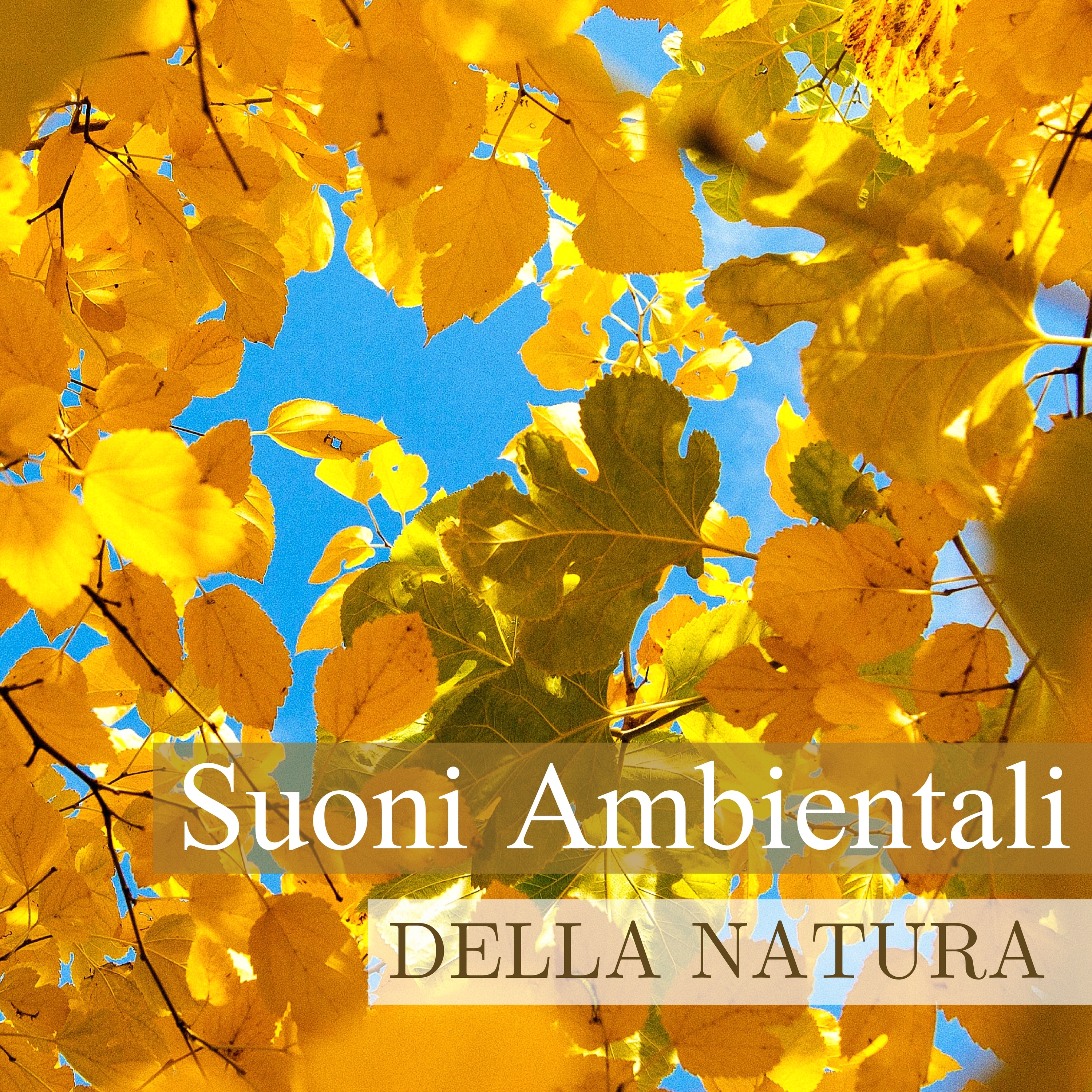 Suoni Ambientali della Natura - Calma la Tua Mente con Vibrazioni e Canzoni Positive