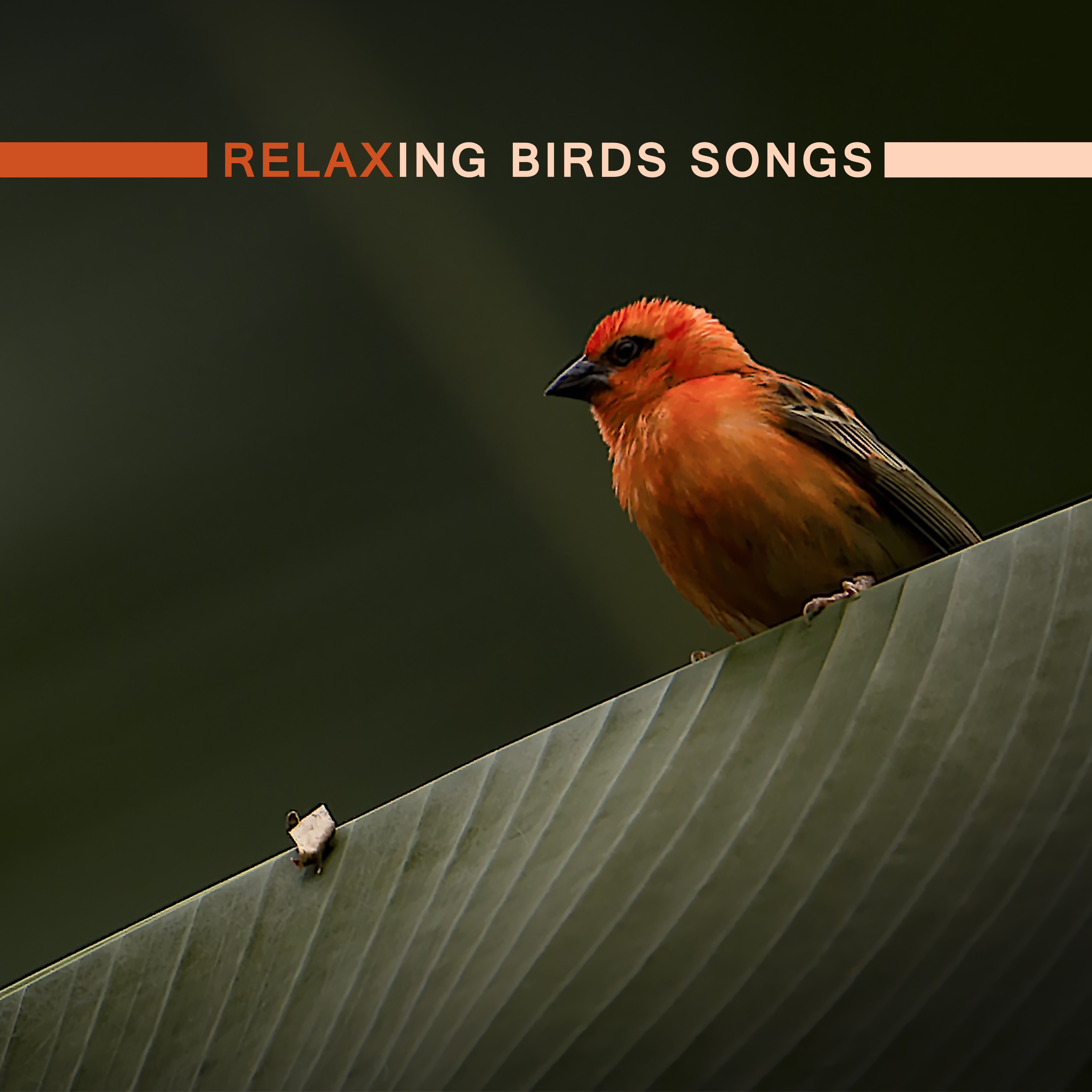 Relaxing Birds Songs  New Age, Full of Calming  Sounds, Rest, Spa, Healing Relaxing Music