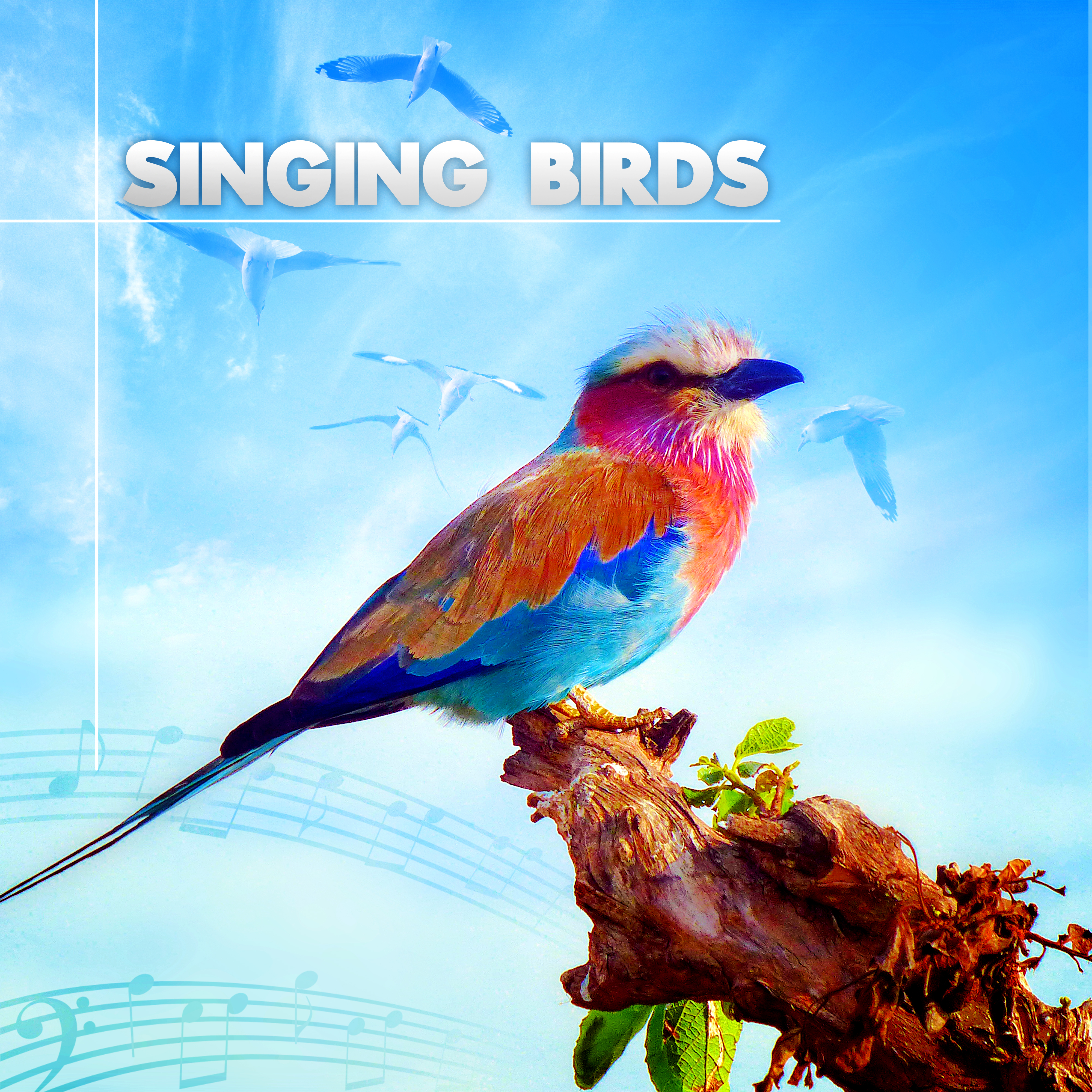 Singing Birds  Amazing Sound Effects of Birds, Forest Ambience, Morning Bird Calls for Relaxation