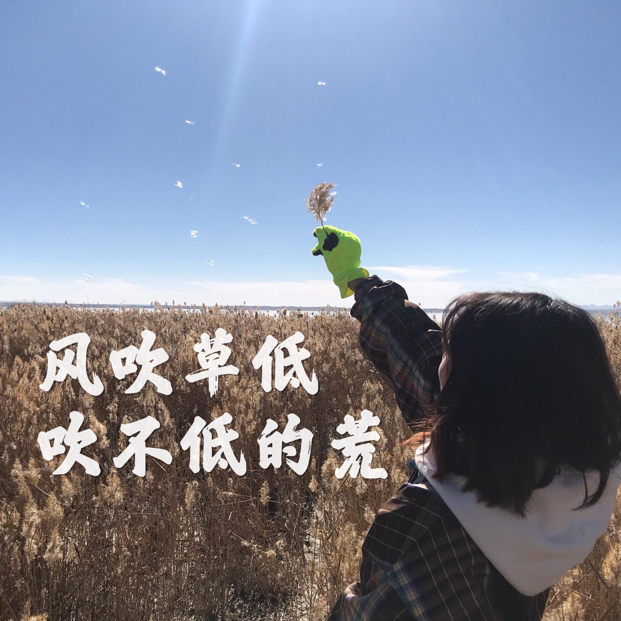 feng chui cao di, chui bu di de huang