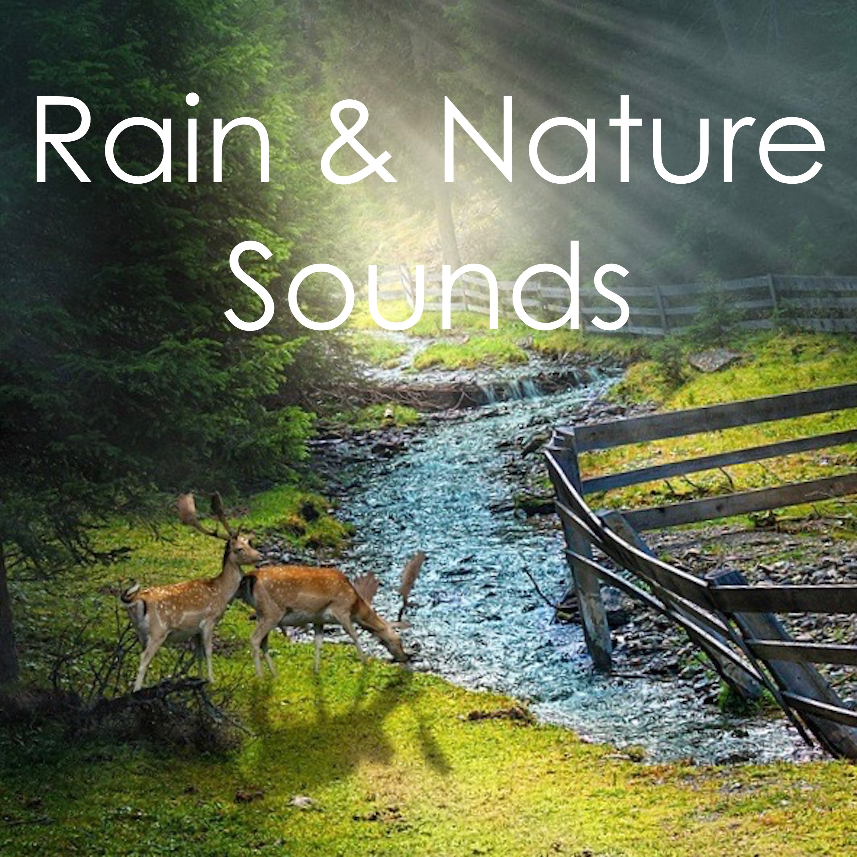 15 Rain and Nature Sounds to Relieve Stress