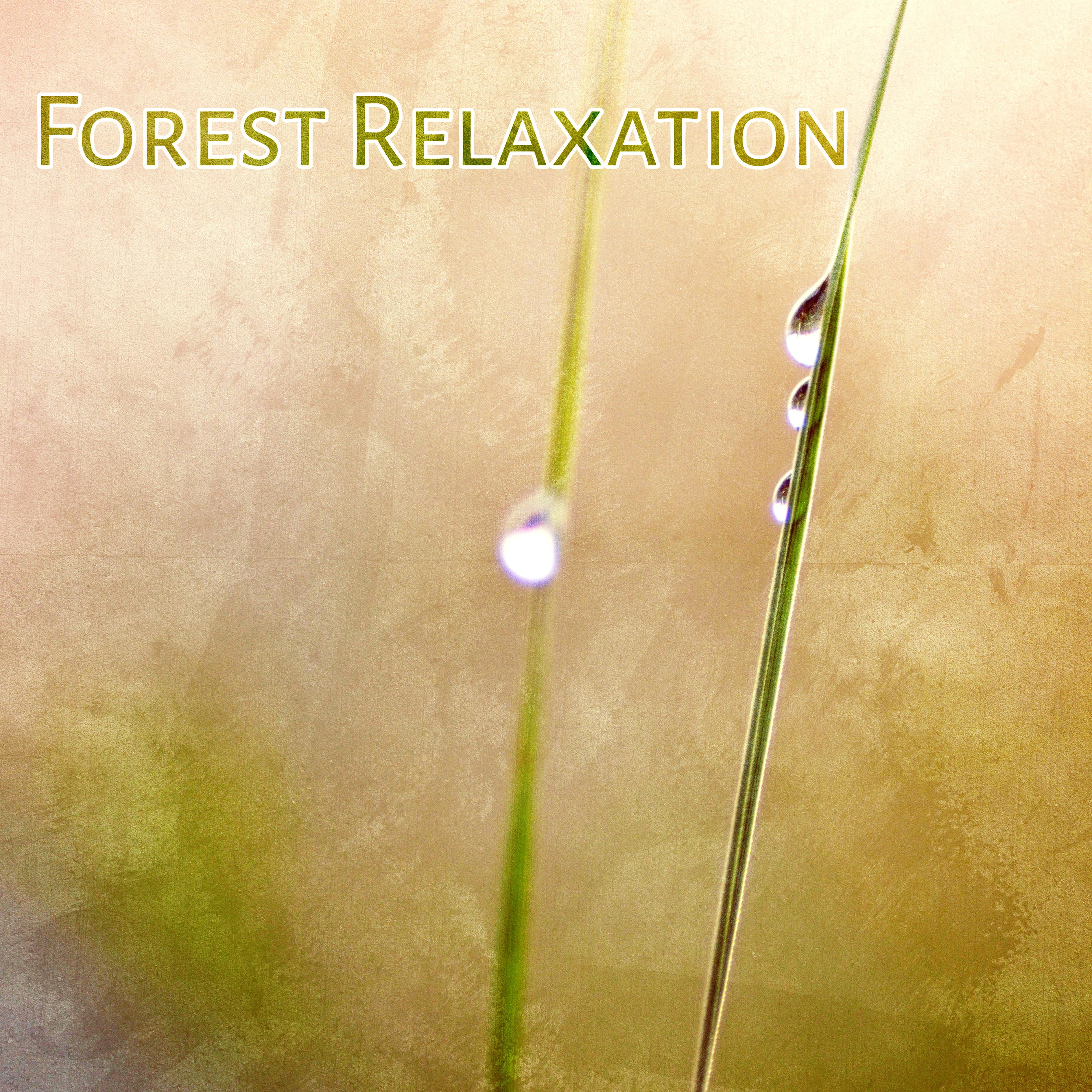 Forest Relaxation  Calming Birds Sounds, Chill in Forest, Soothing Waves, Rest  Relax, New Age Music