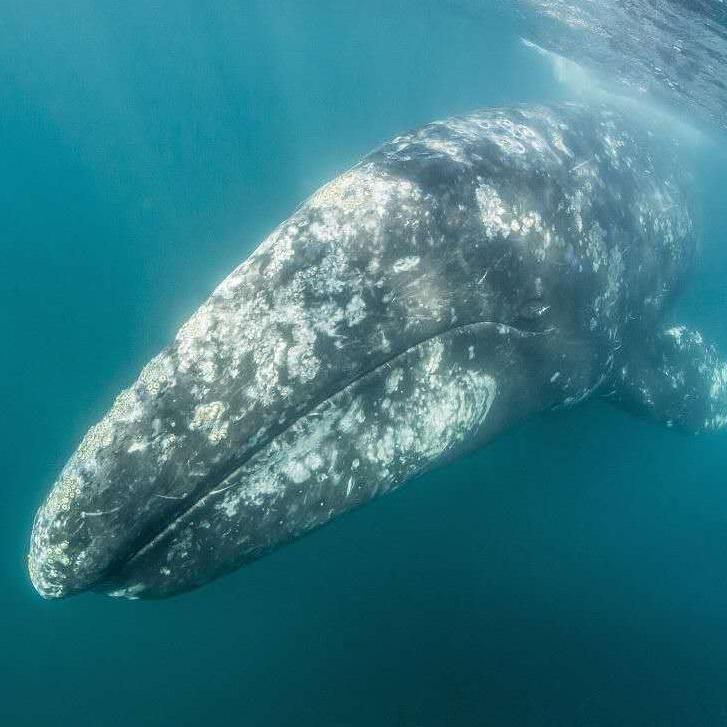 zuo er chuan jin you er