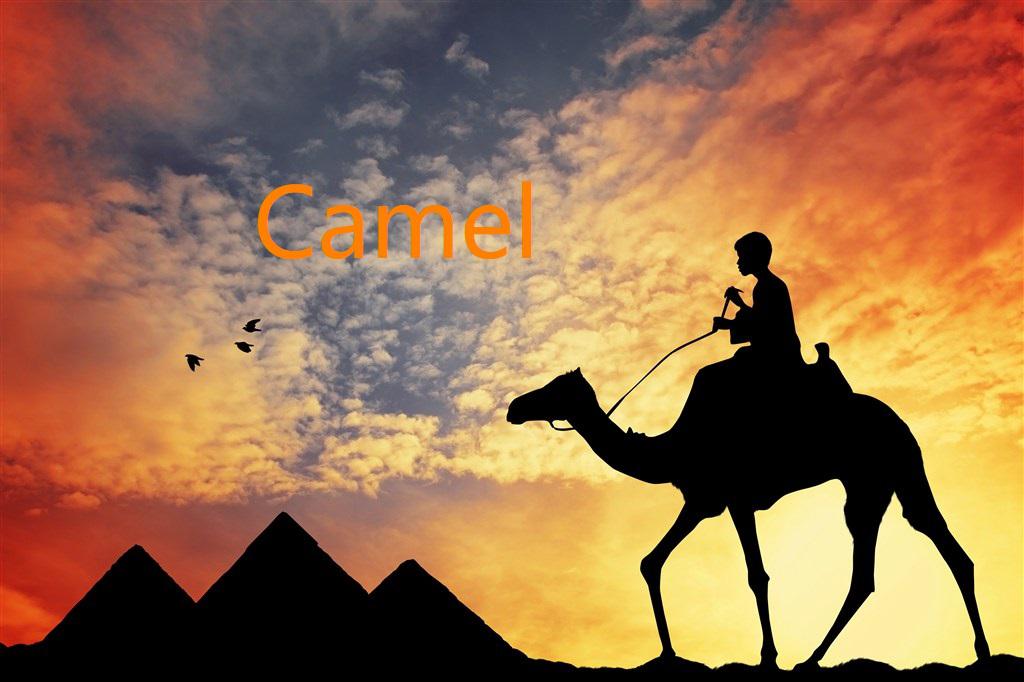 Camel