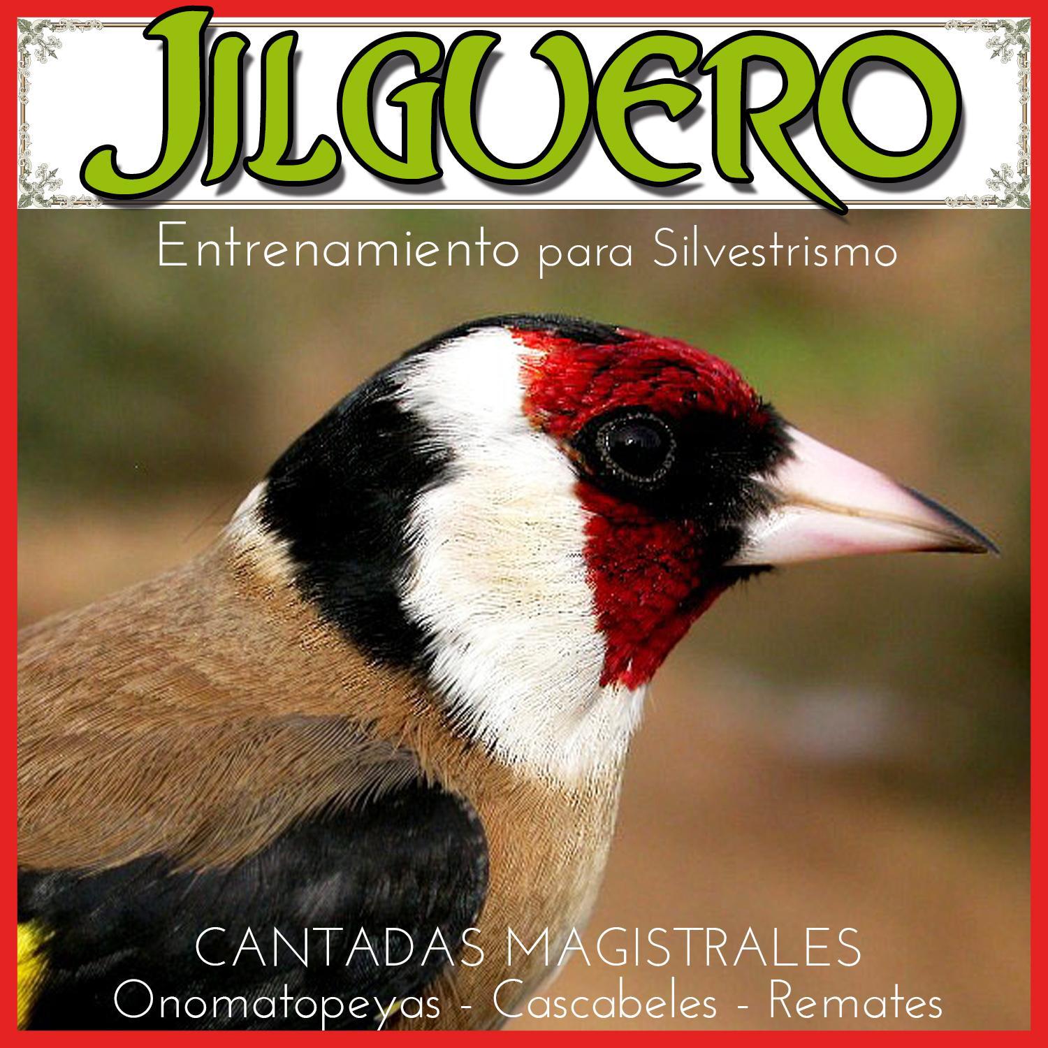 Jilguero Entrenamiento para Silvestrismo CANTADAS MAGISTRALES: onomatopeyas, Cascabeles, remates