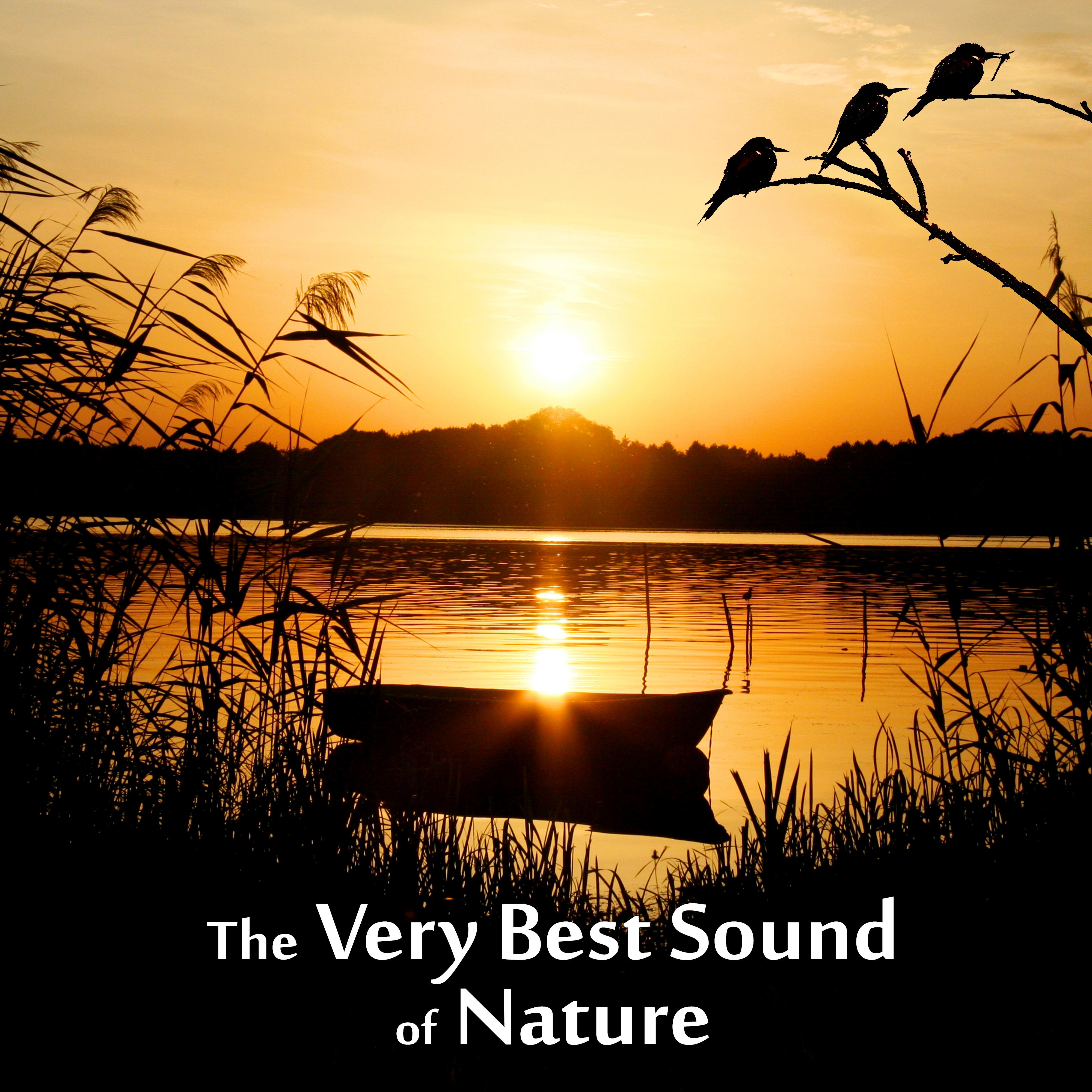 The Very Best Sound of Nature - Birds, Waves, Rain, Sound for Relaxation, Meditation, Healing, Massage, Deep Sleep, Yoga
