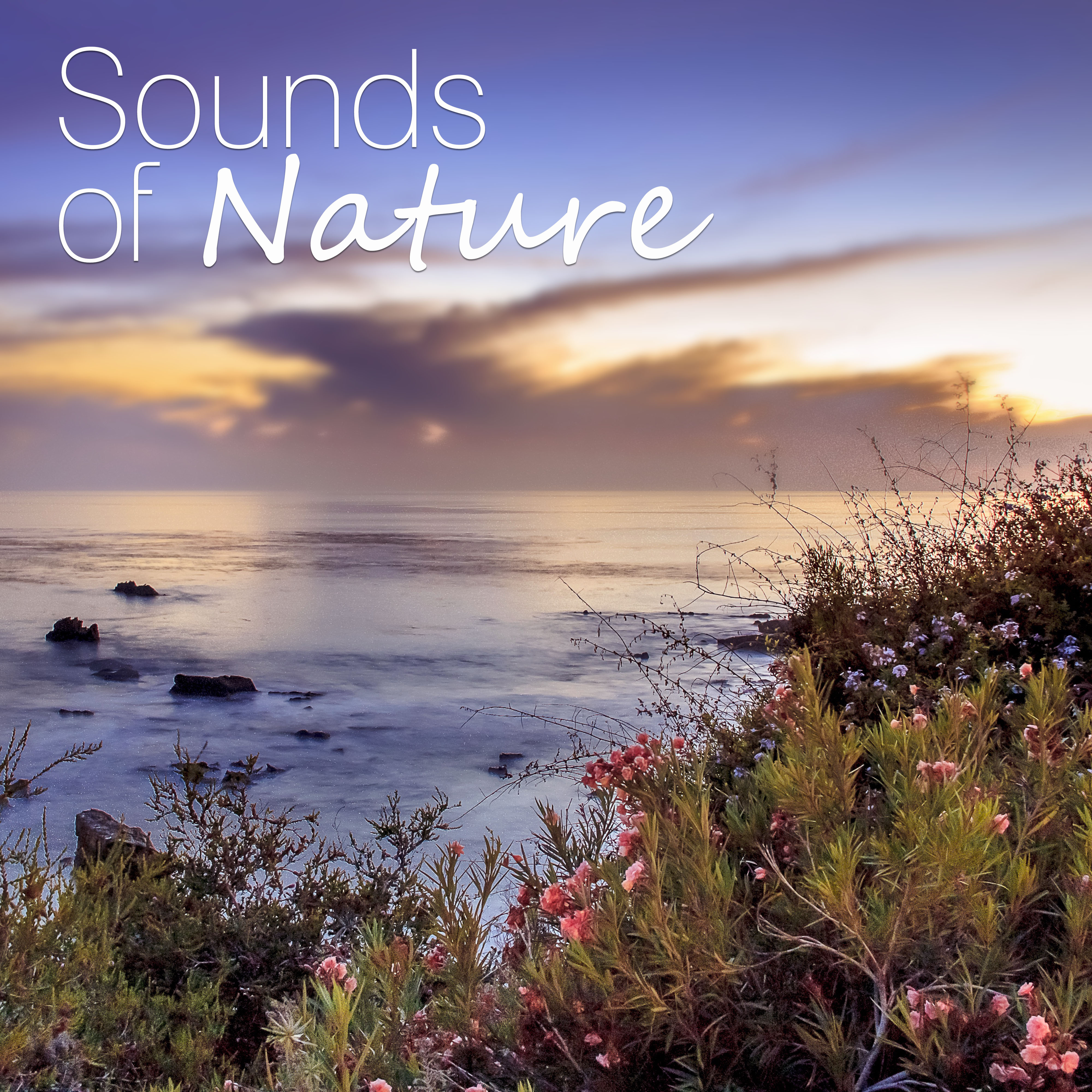 Sounds of Nature  Ambient Nature Sounds for Relax, Meditation, Sleep