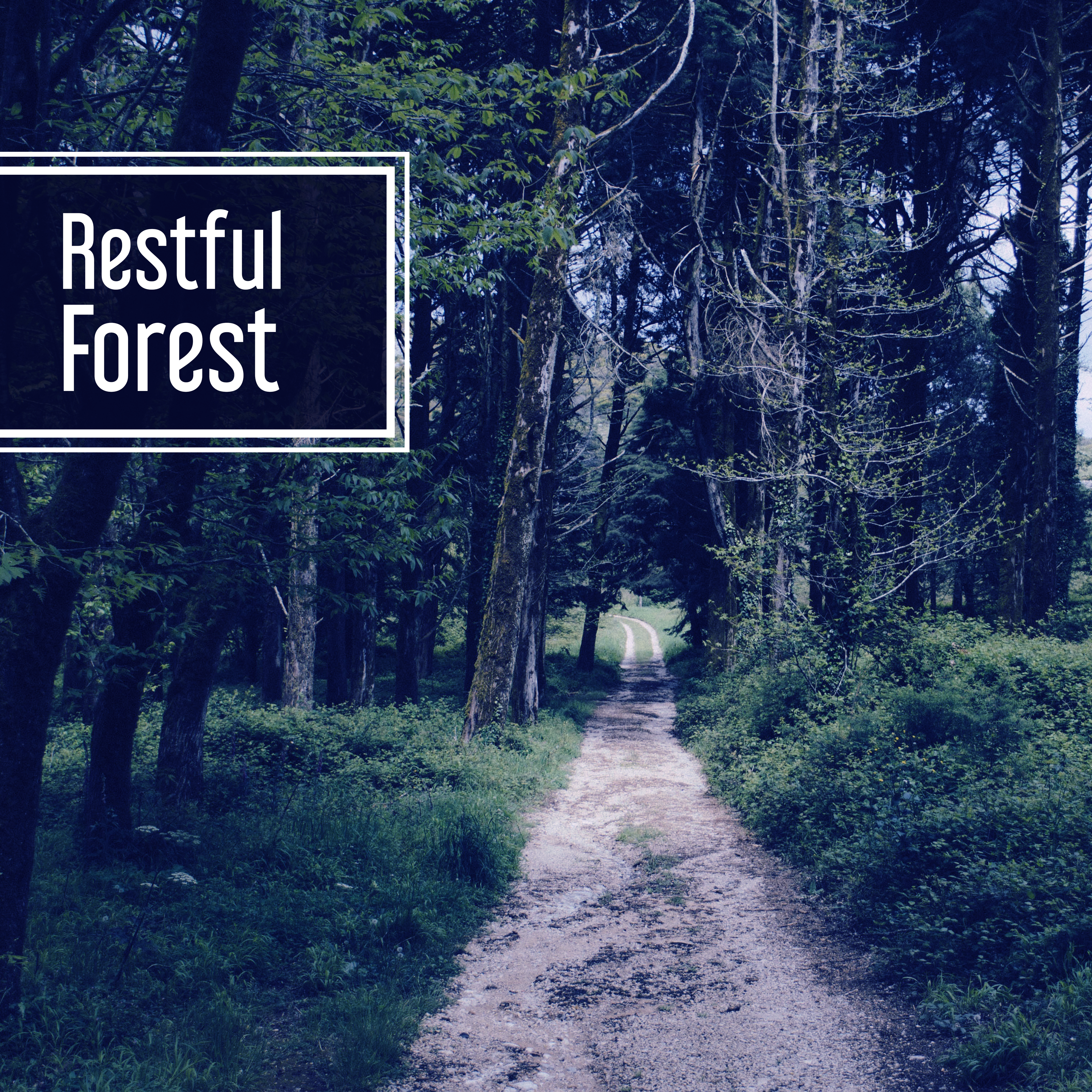 Restful Forest  Nature Sounds for Relaxation, Singing Birds, Rest with Nature, Peaceful Mind, Calmness