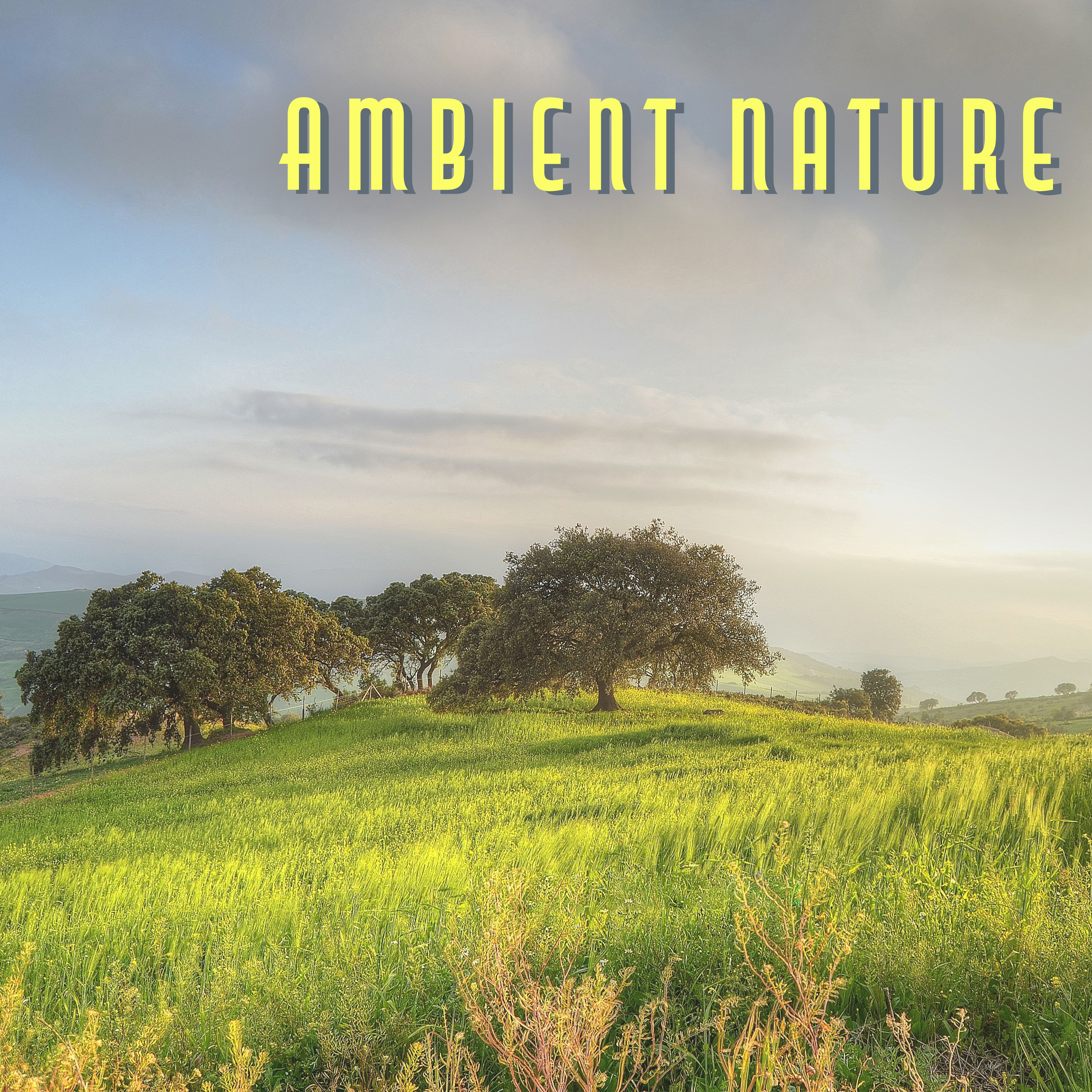 Ambient Nature  Organic Sounds for Deep Relief, Relax, Peaceful Music for Relaxation, Stress Relief, Ocean Dreams, Relaxing Waves, Pure Mind