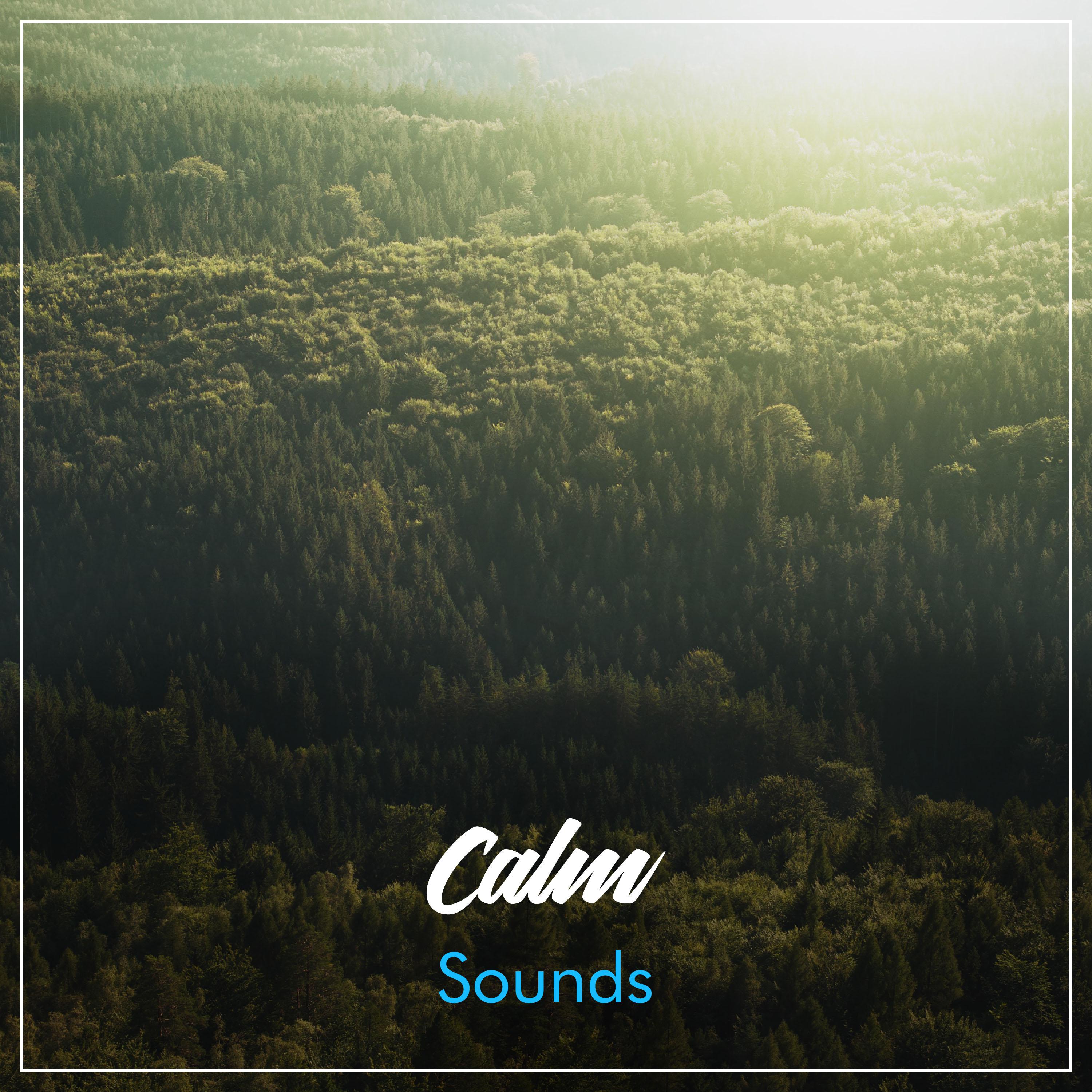 #1 Hour of Calm Sounds for Relaxation