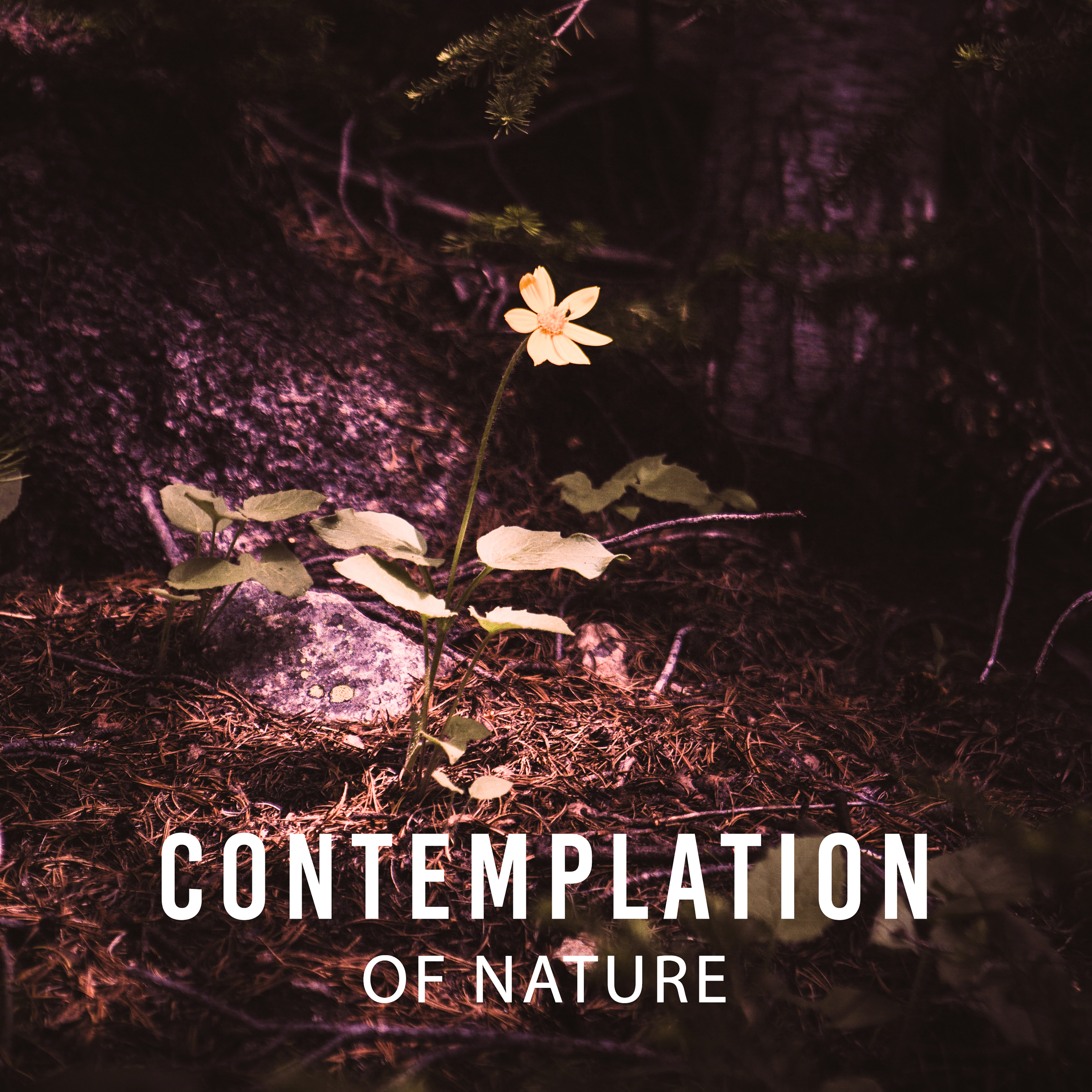 Contemplation of Nature  Sounds for Relaxation, Stress Relief, Deep Sleep, Nature Sounds, Relaxing Therapy, Sounds of Nature, Harmony, Calmnes