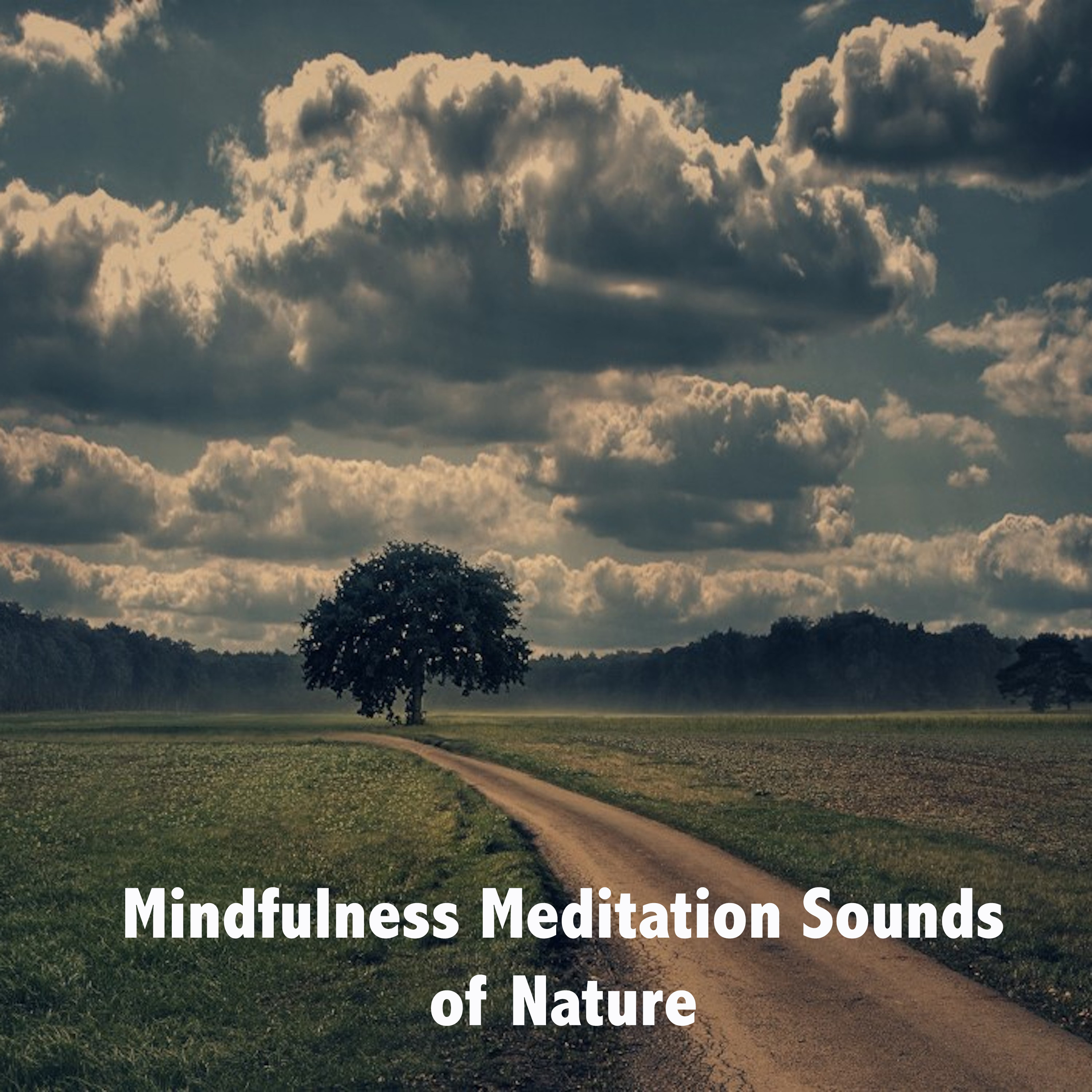 Ambient Mindfulness Meditation Sounds of Nature