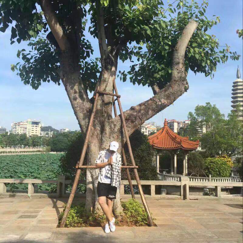 bu ting qing ge yin wei sang