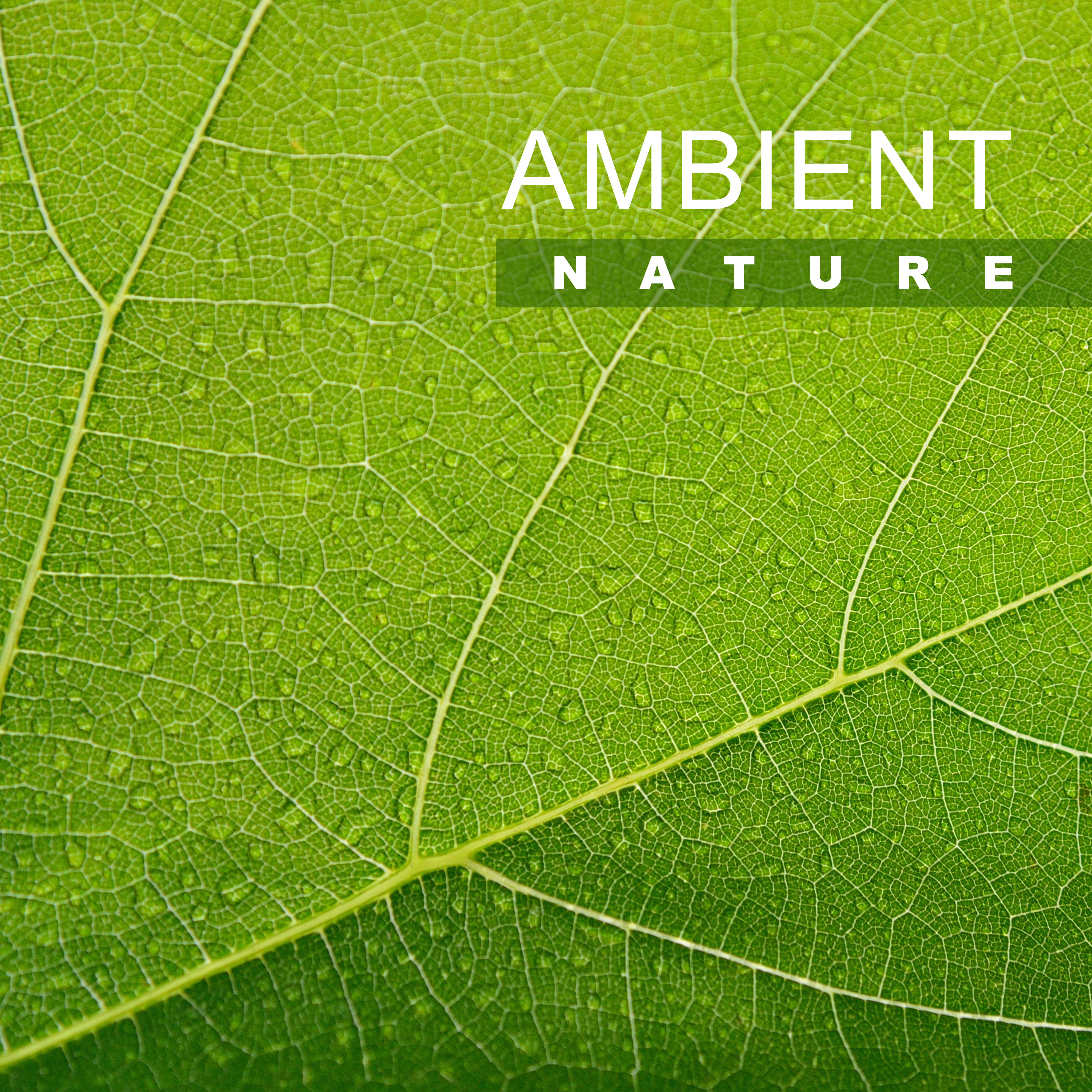 Ambient Nature  Calm Down with Soothing Sounds, Relaxing Waves, Rest Yourself