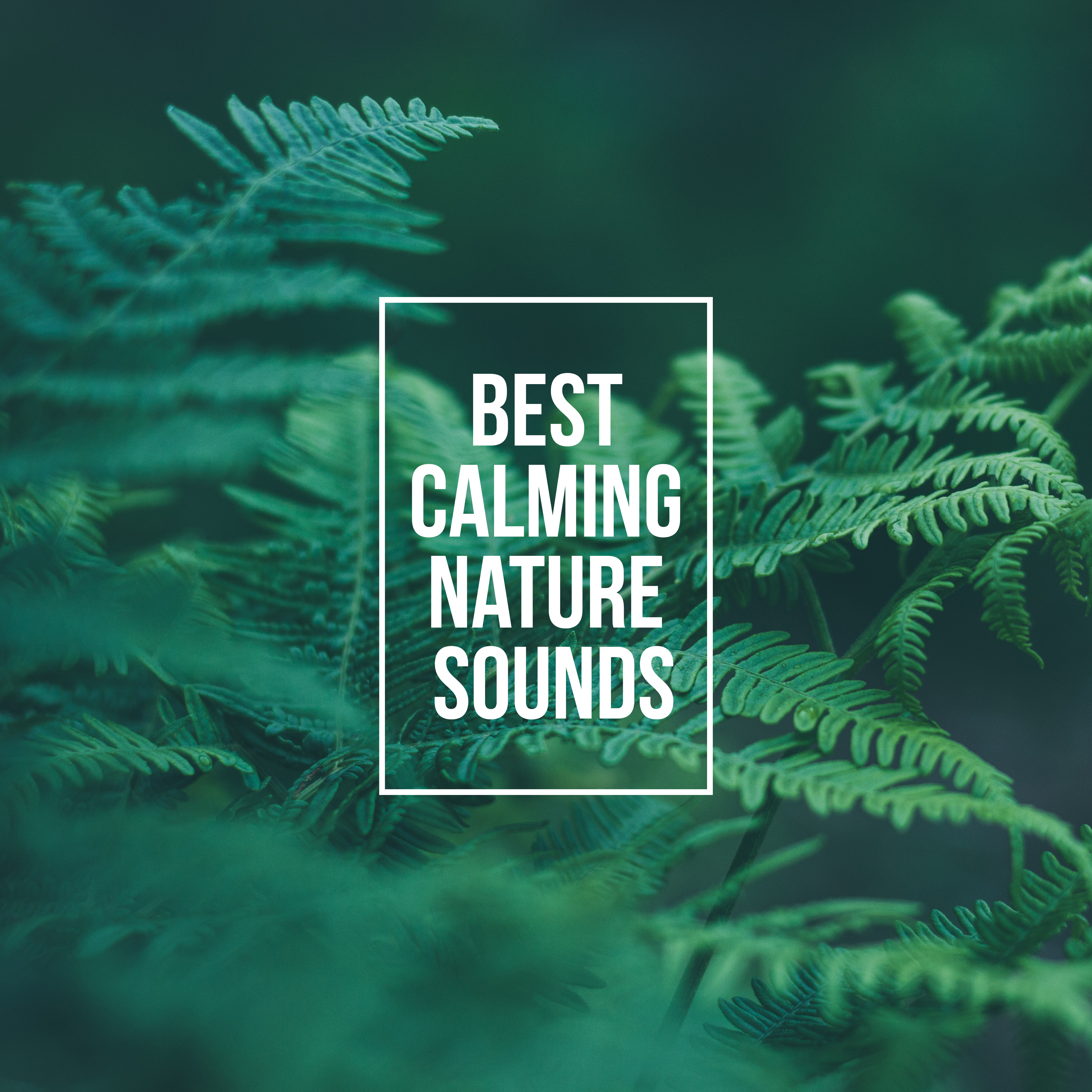 Best Calming Nature Sounds  Relax Your Body  Mind with Nature New Age Music