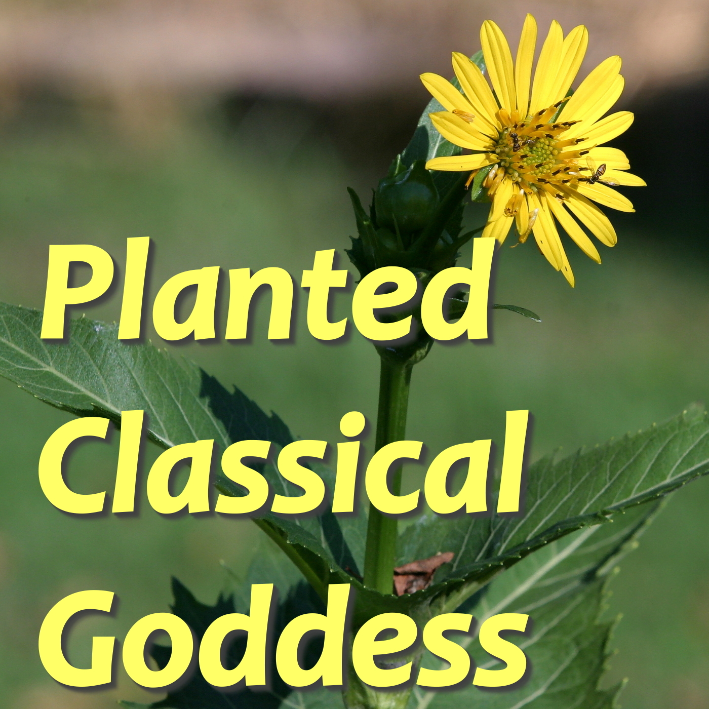 Planted Classical Goddess
