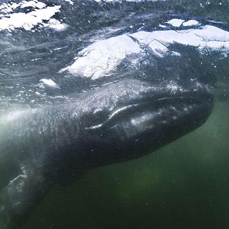 luo cha shi yi DEMO ban