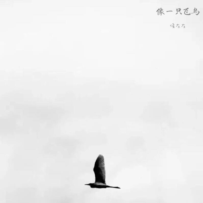 xiang yi zhi fei niao