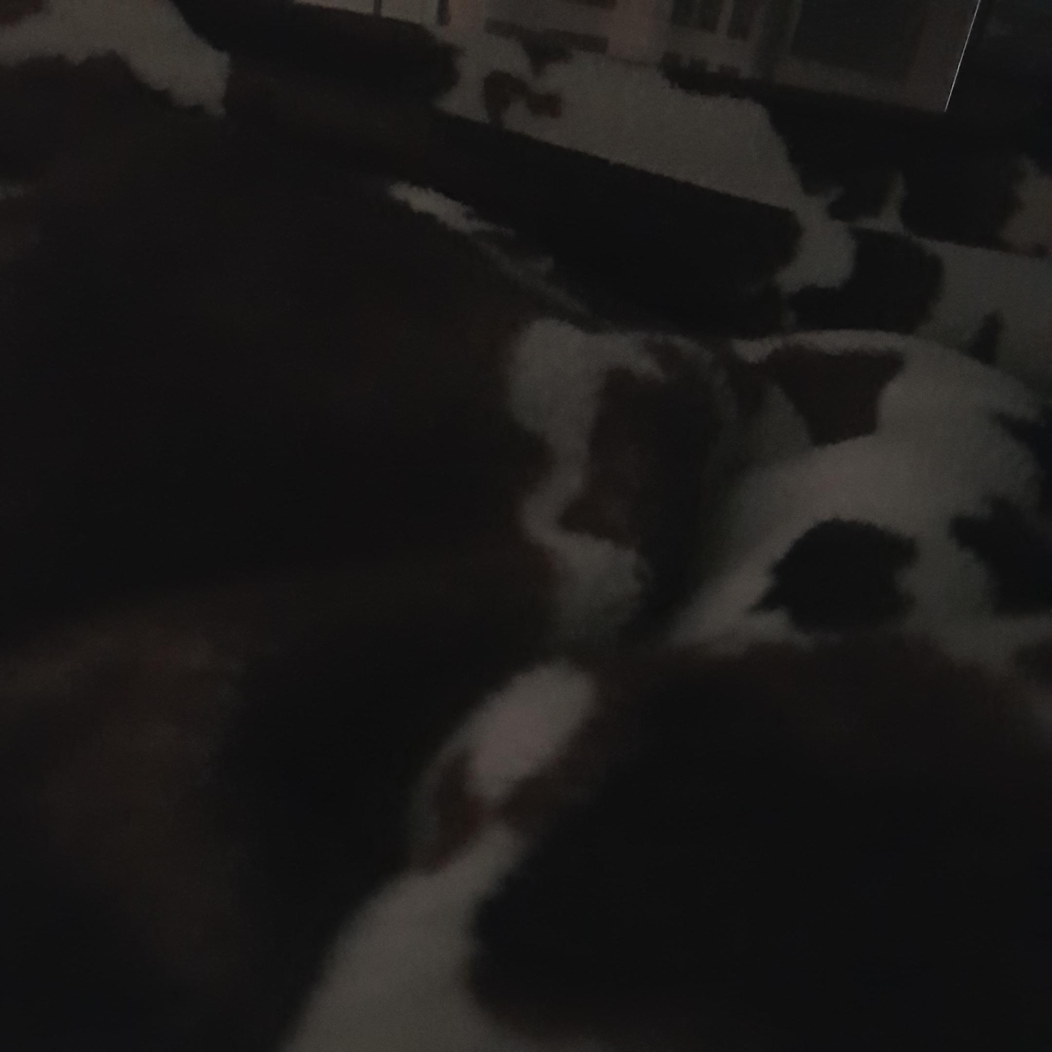 El Corrido de Shaggy