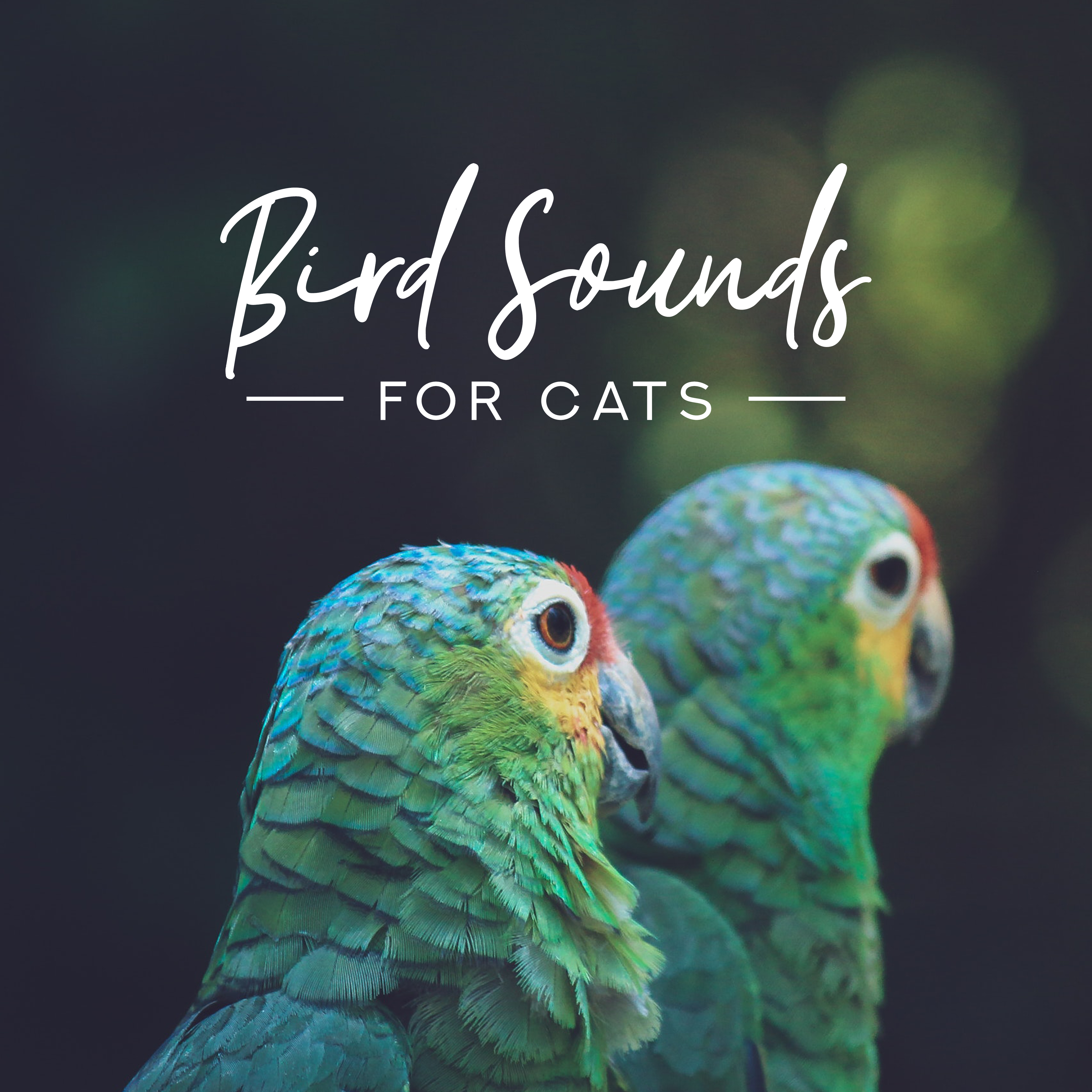 Bird Sounds for Cats: Sounds of Birds for Cat Relaxation, Anti Stress Music, Nature Sounds