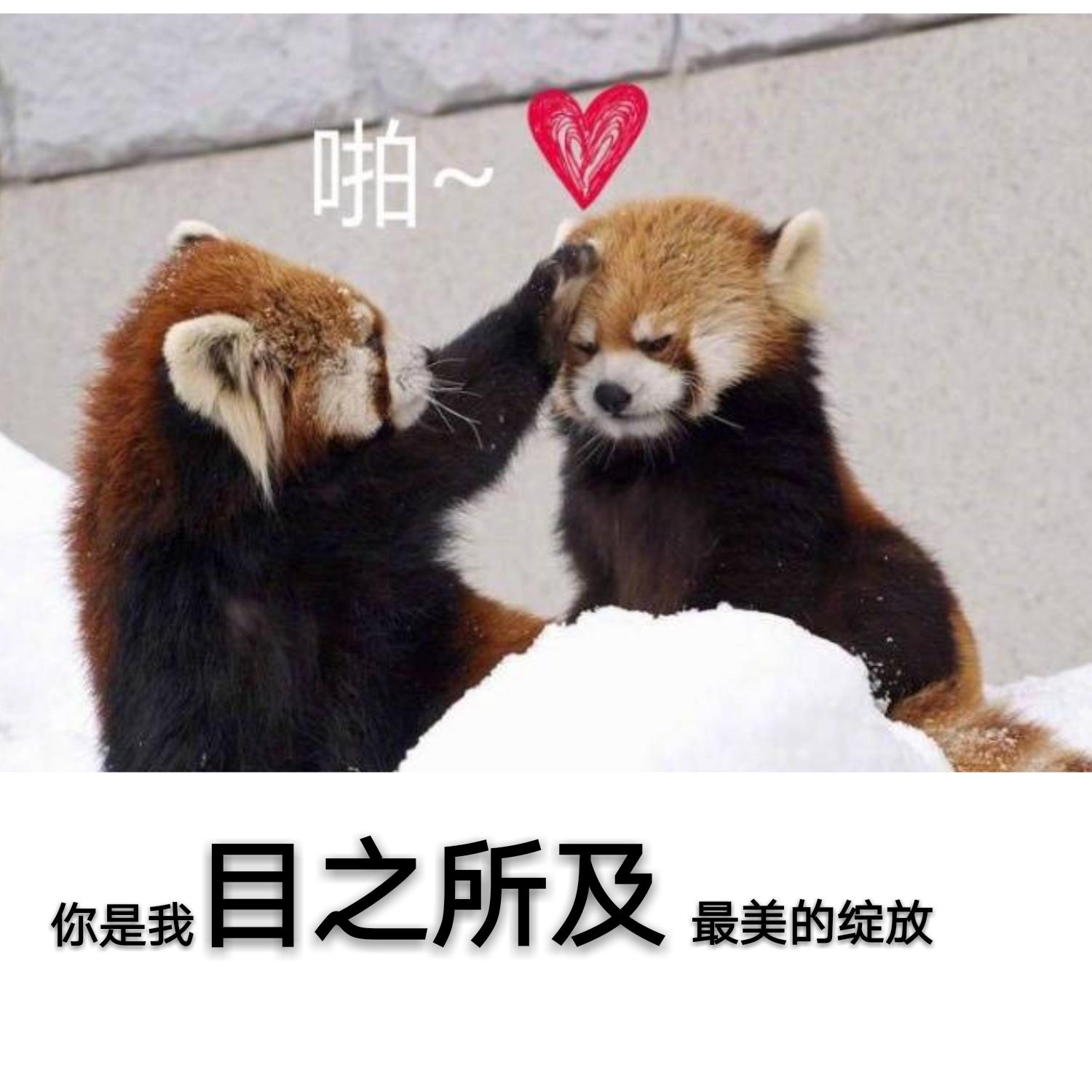 mu zhi suo ji xian gei zhu bo xiao Y