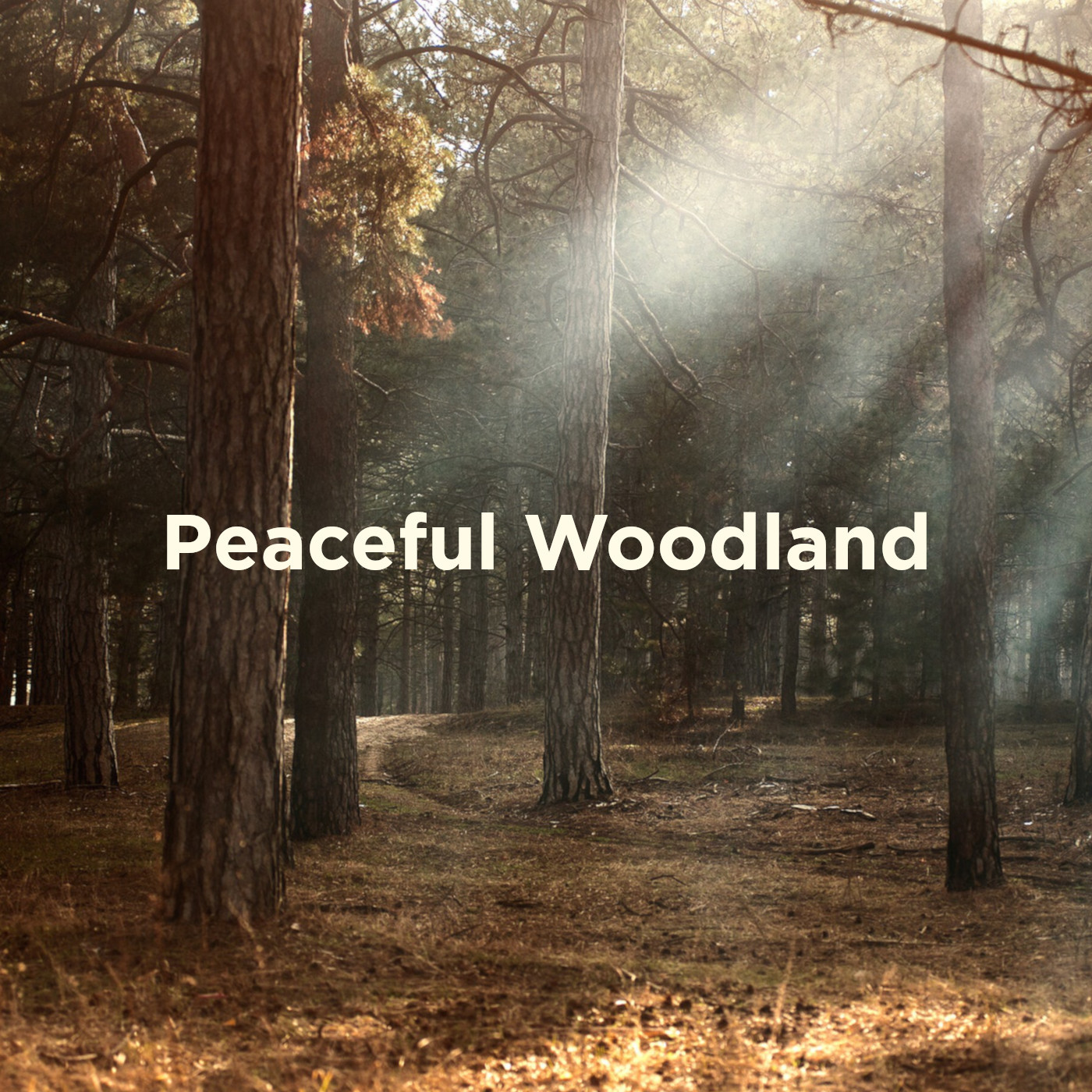 Peaceful Woodland