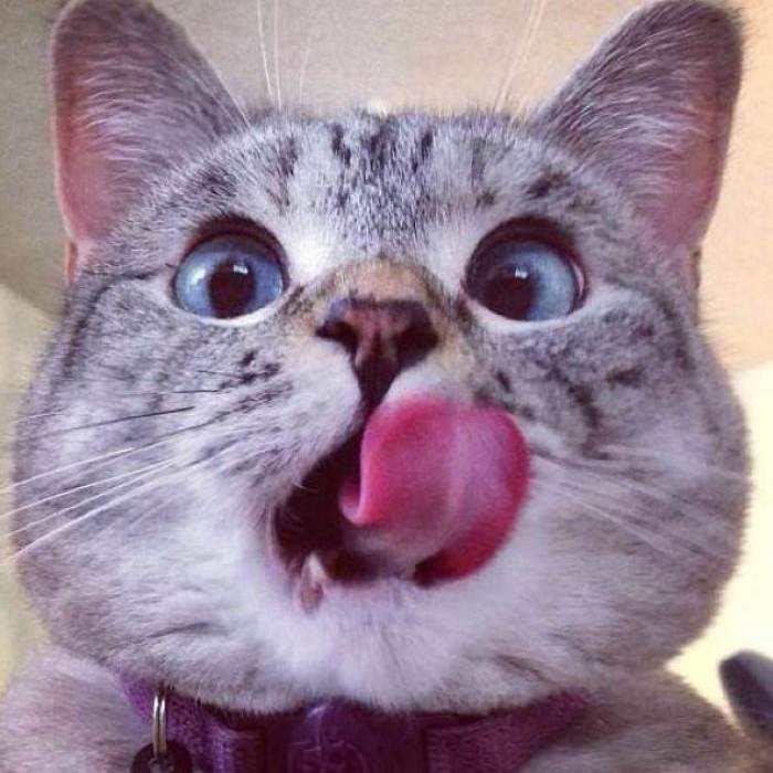 cong xin chu fa Collection