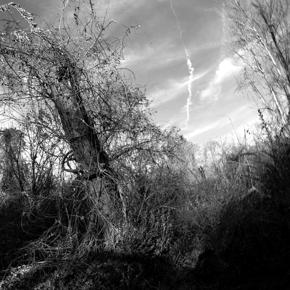 I Am Sick of All This Too