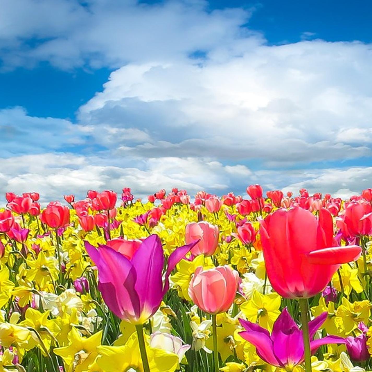 The Melody of the Daffodils