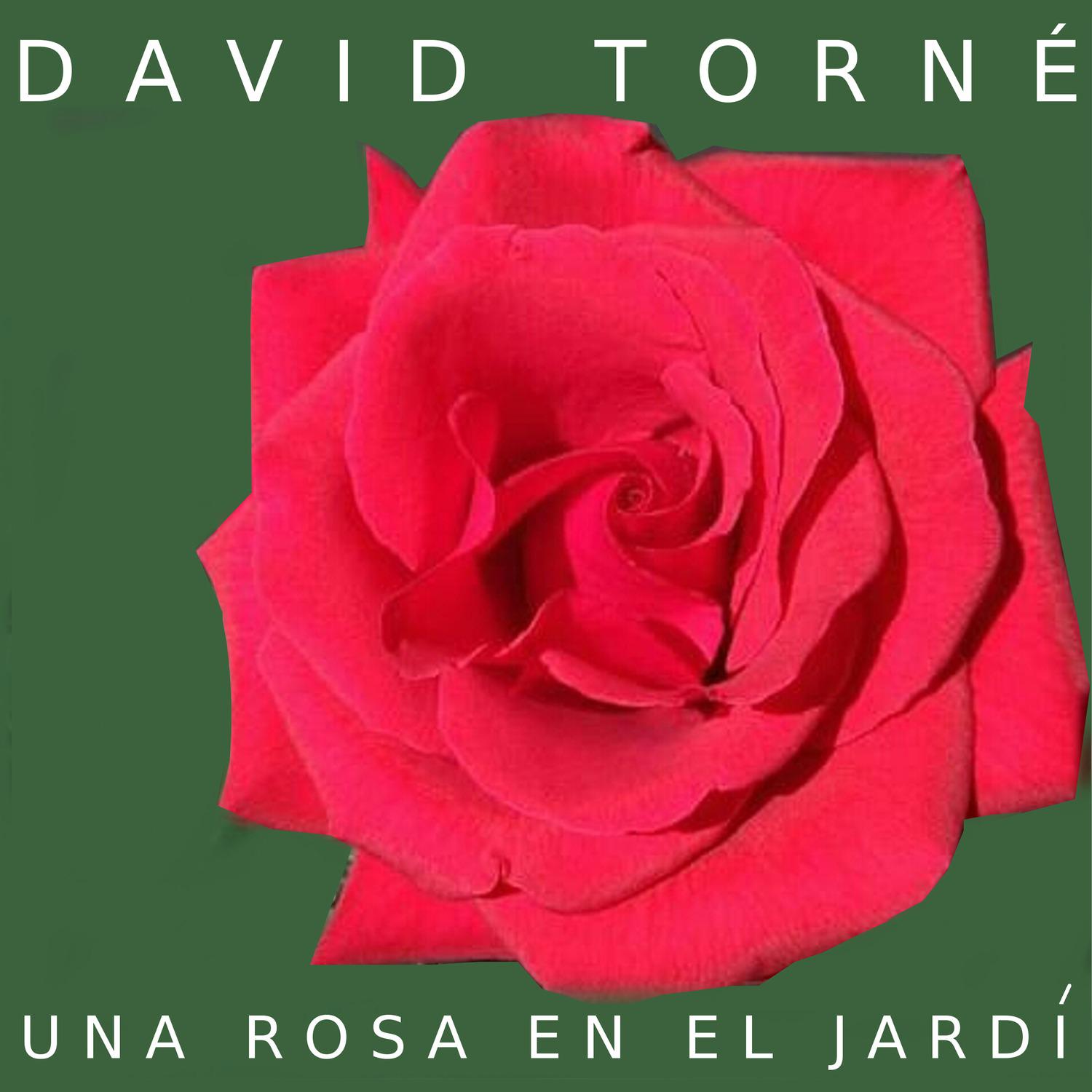 Una rosa en el jardi