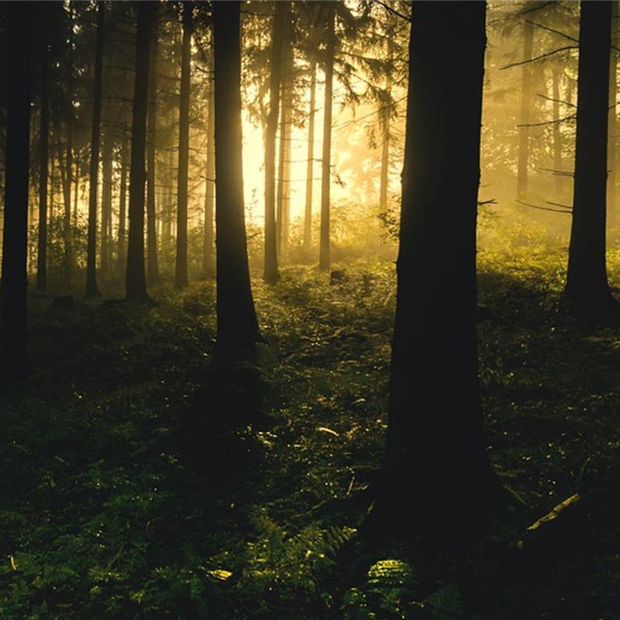 ma que jing ling xiao niao niao lei