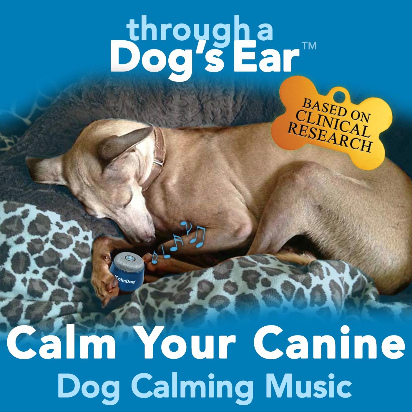 Calm Your Canine: Dog Calming Music