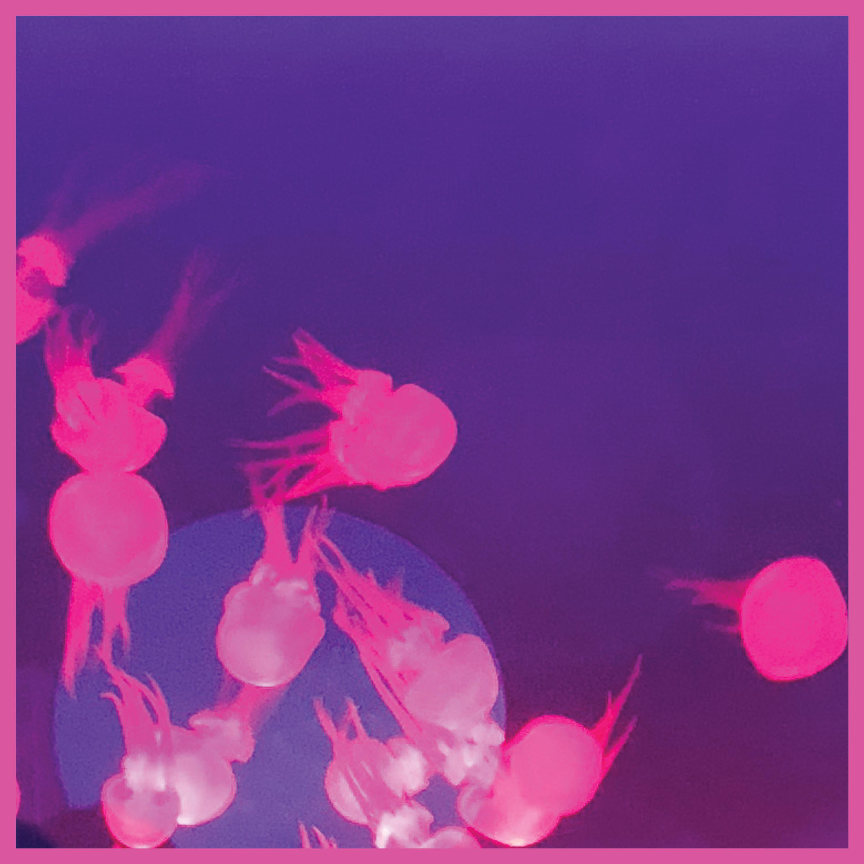 Anatomy of the Senses