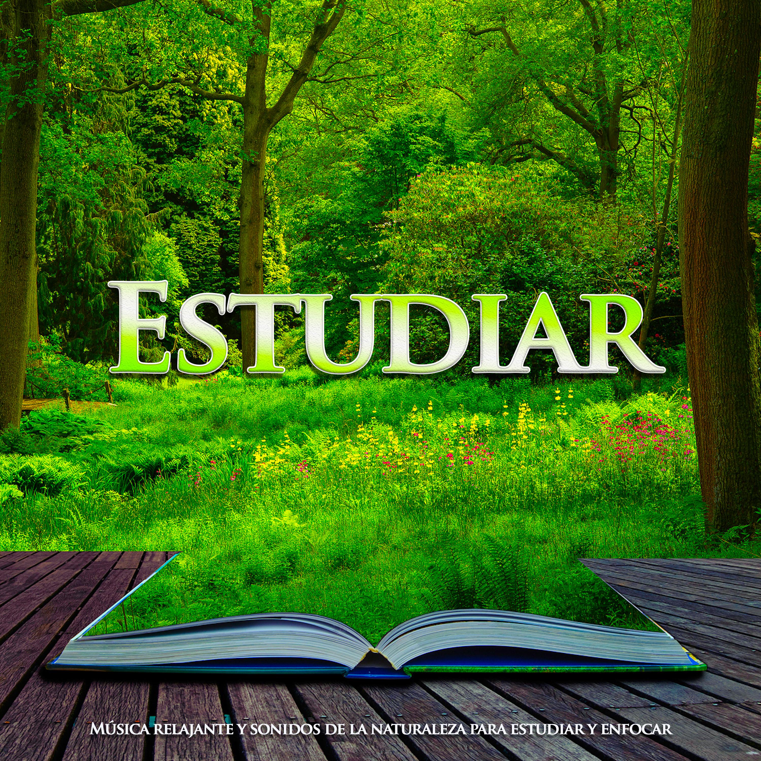 Estudiar: Mu sica relajante y sonidos de la naturaleza para estudiar y enfocar