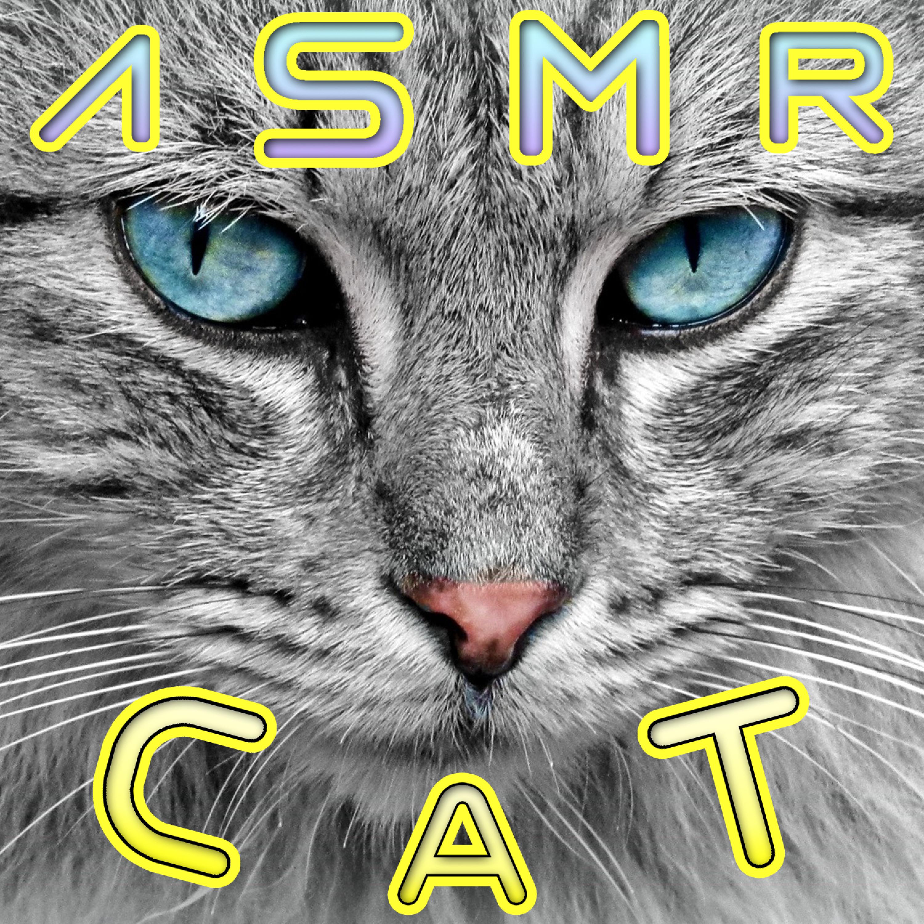 ASMR Cat