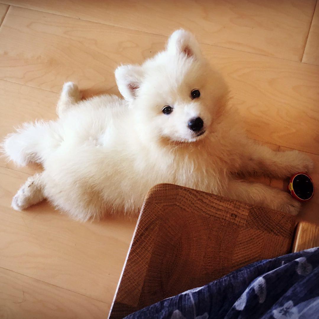 kou shui ji 1 pao pao