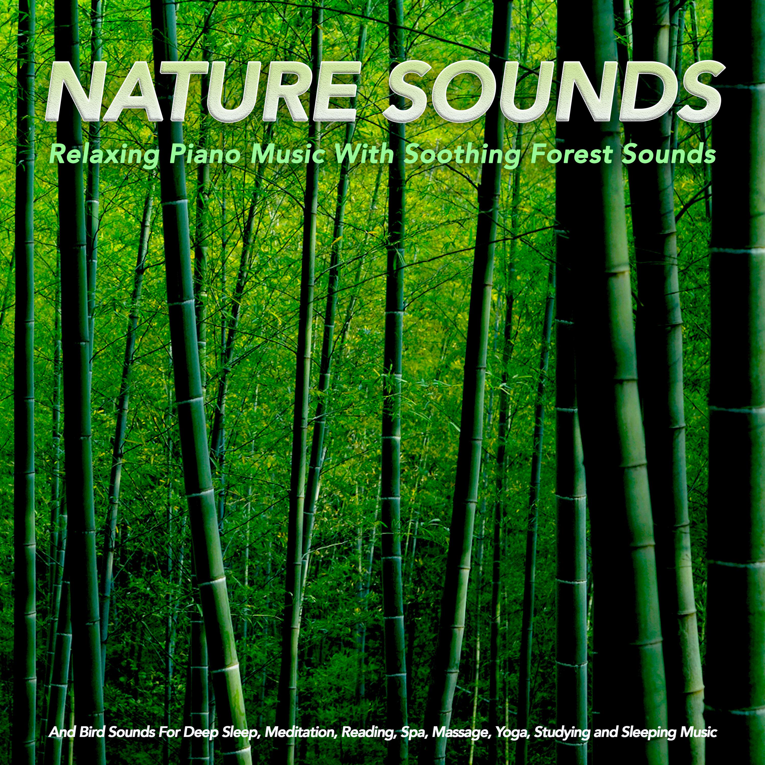 Sounds of the Forest For Meditation