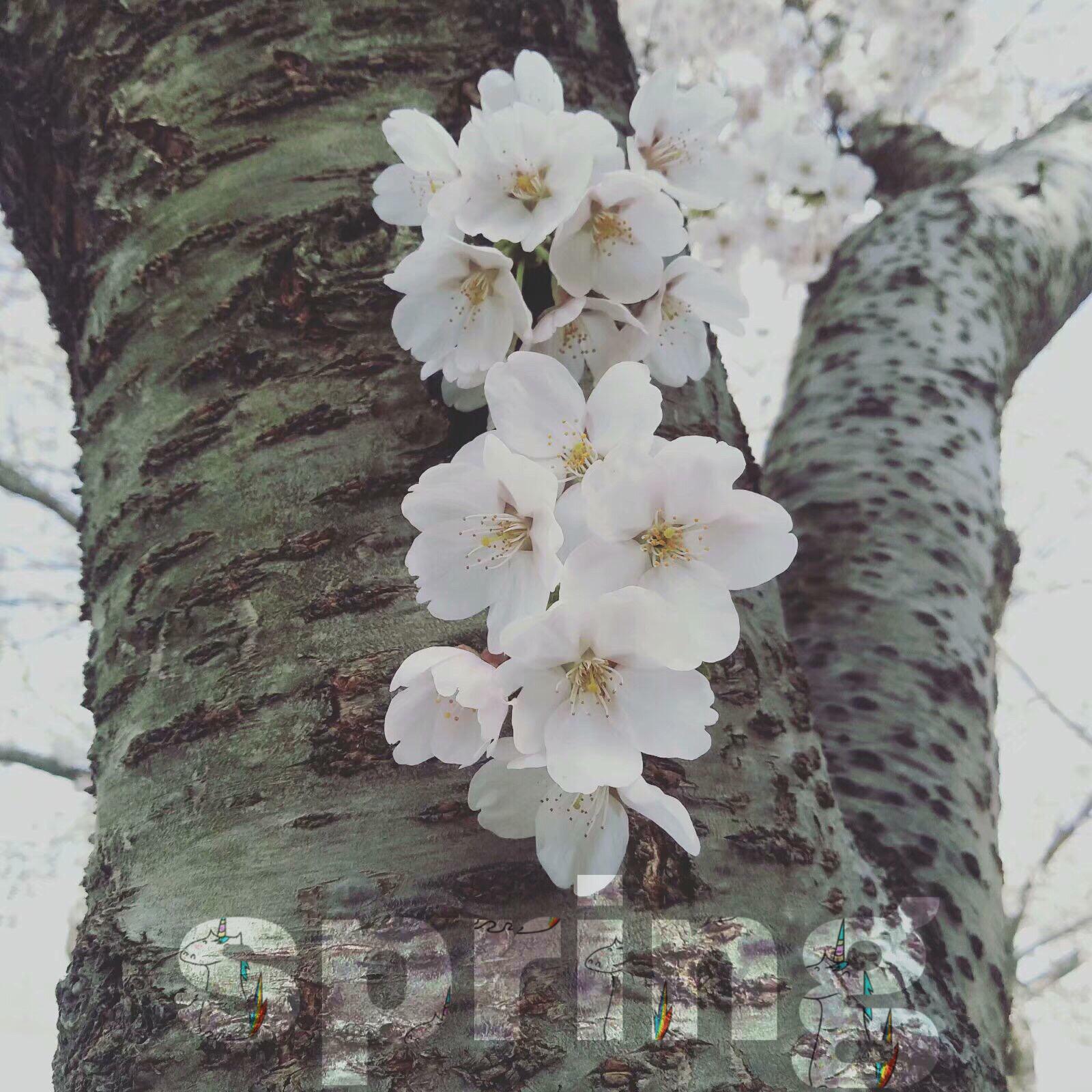 nong da chun tian shi yang de yi zhi ju mao