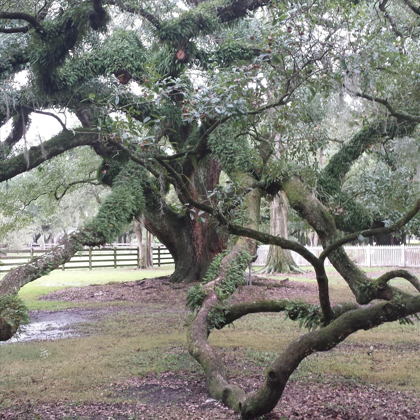 Miles and John Echoes