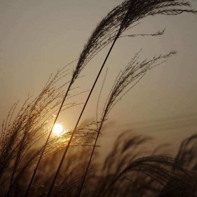 ke fou hui dao zui chu