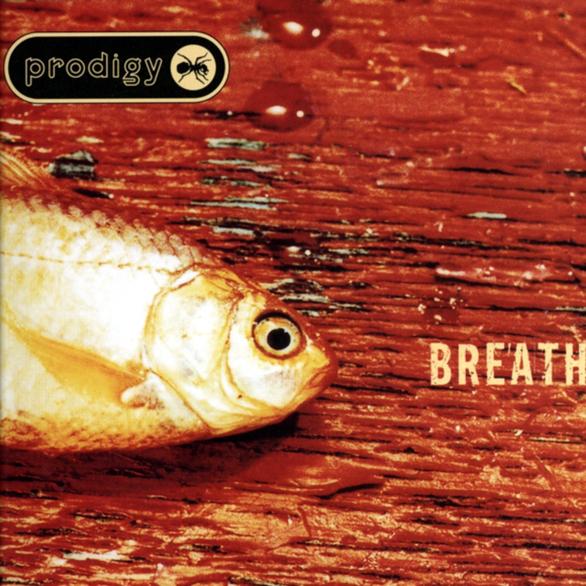 Poison live  The Tour Hout  Werchter Featival ' 96